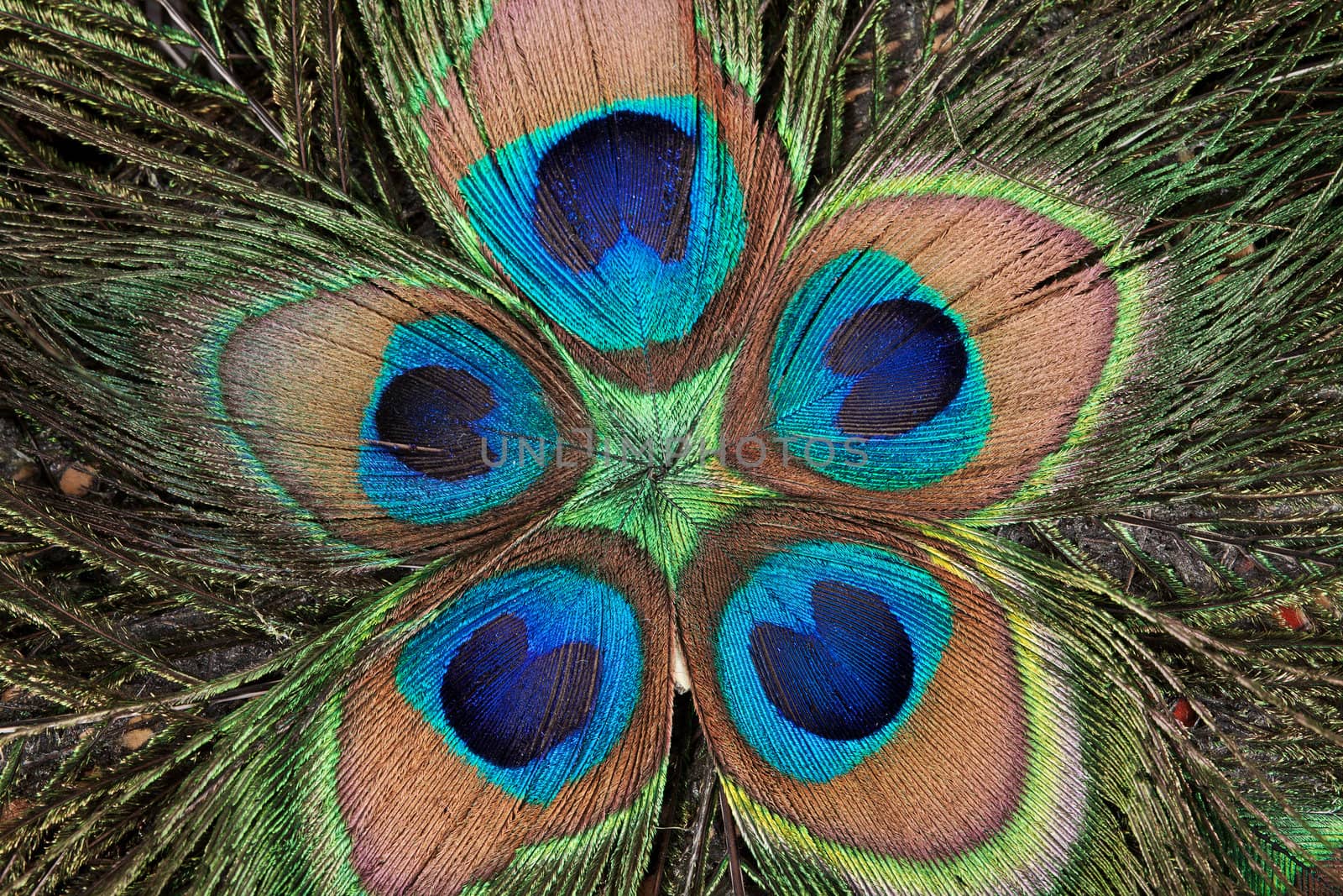 background color of the peacock's feathers