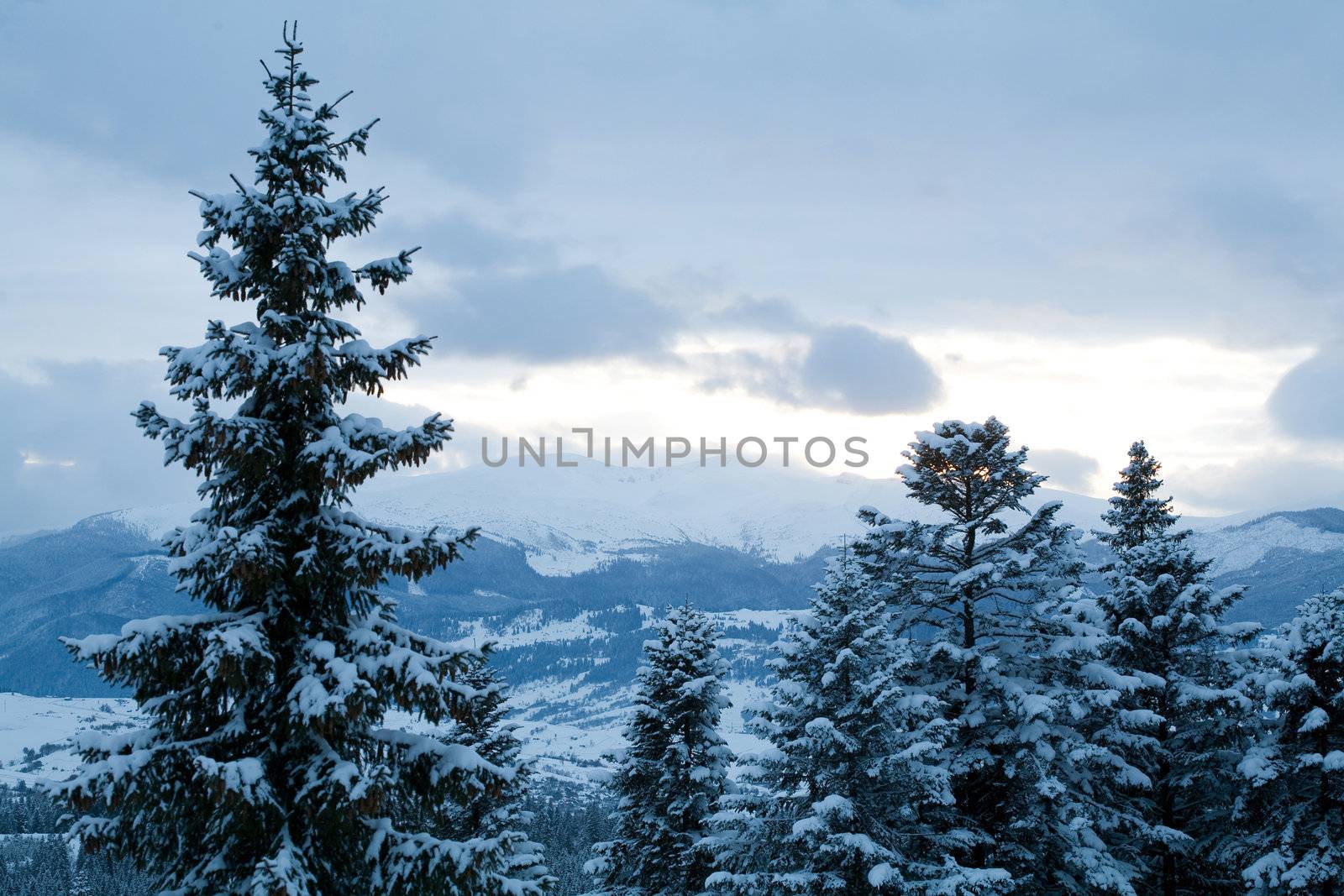 Winter beauty by velkol