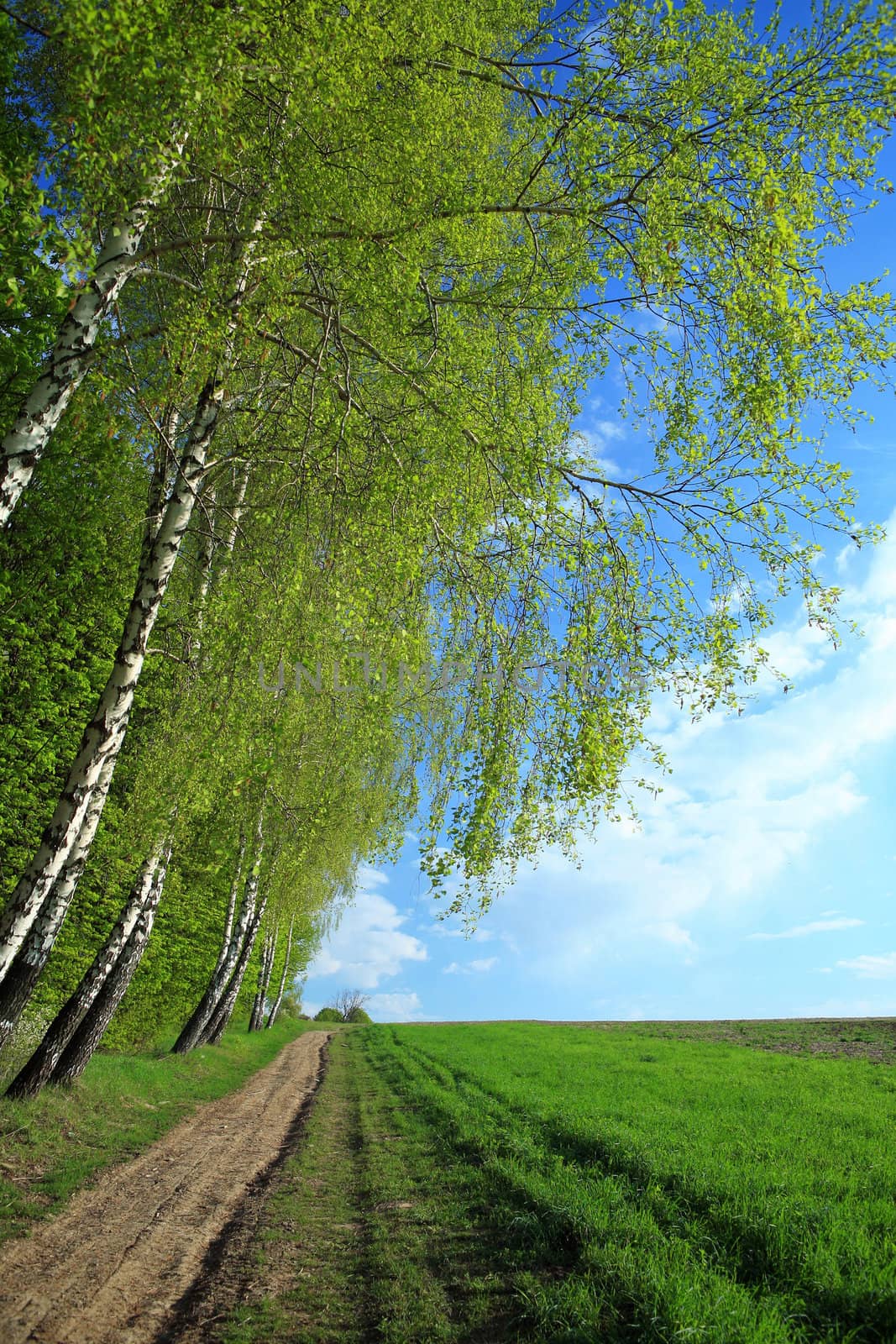 A road in a field and birches along it