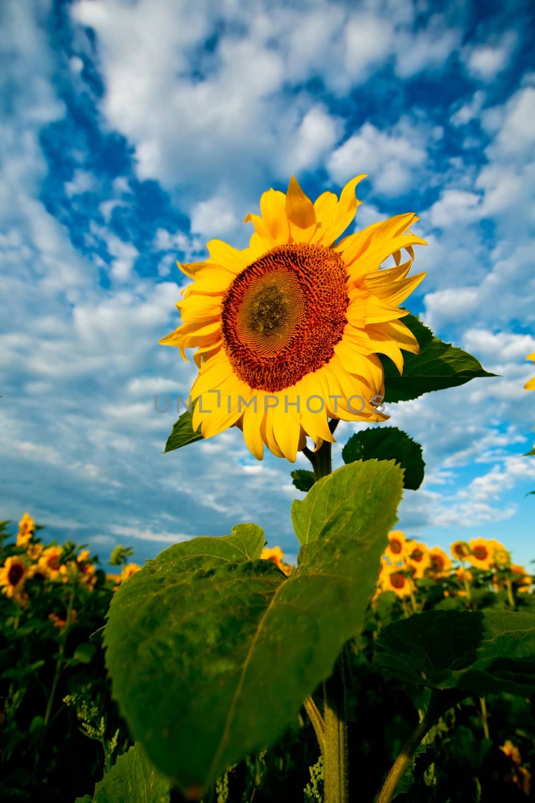 An image of sunflower on background of blue sky