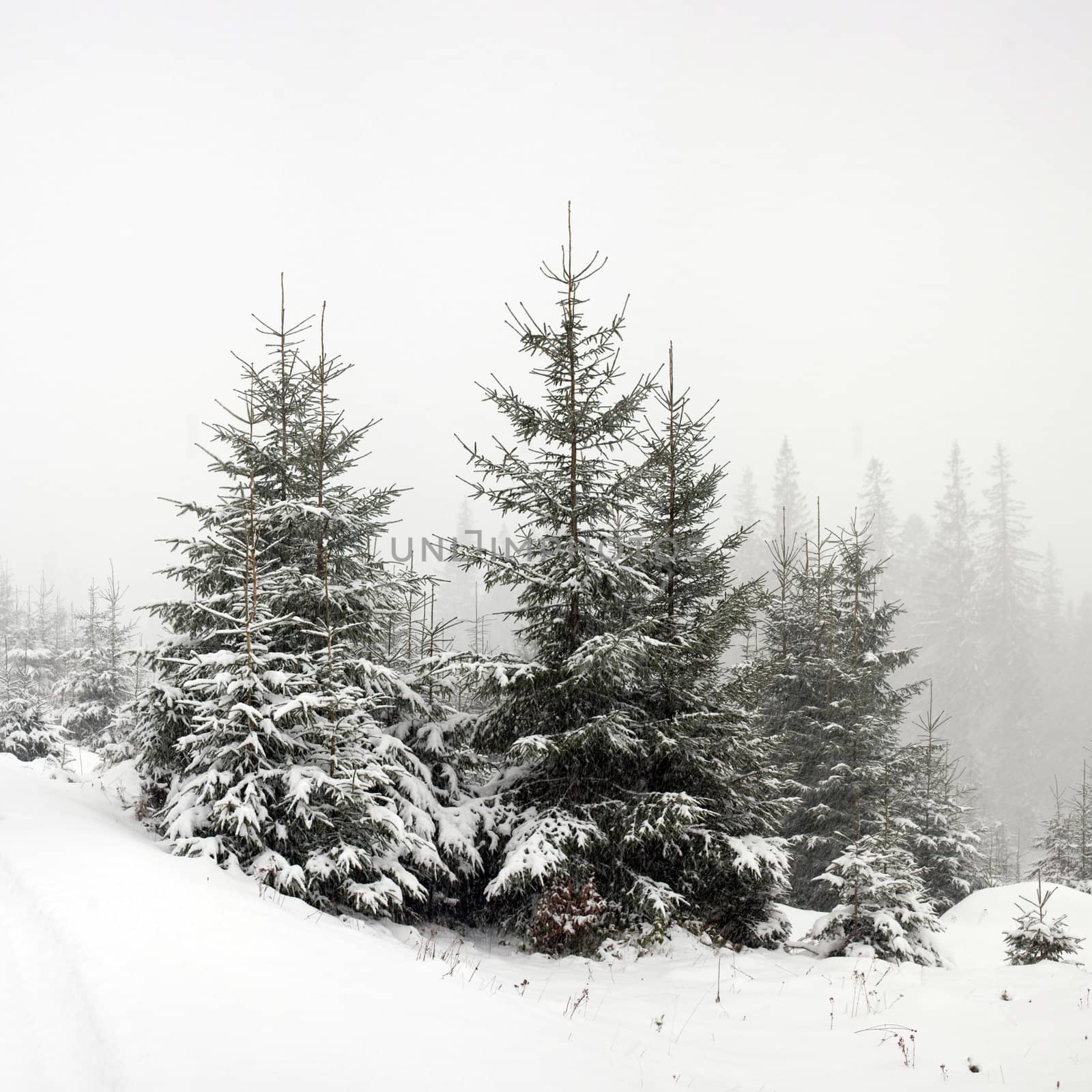 Nature: green firtrees covered with snow in a forest