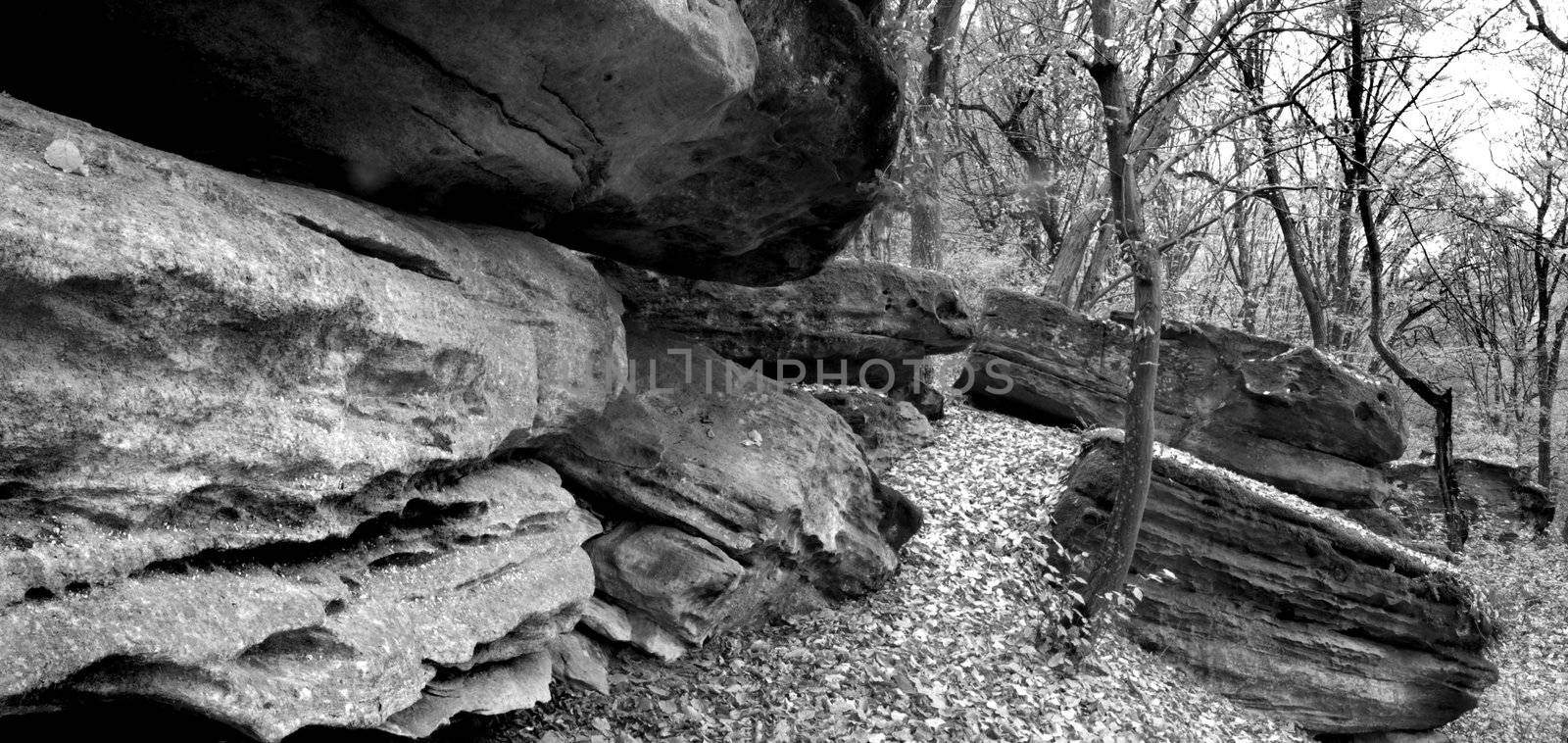 Black and white image of stones in forest