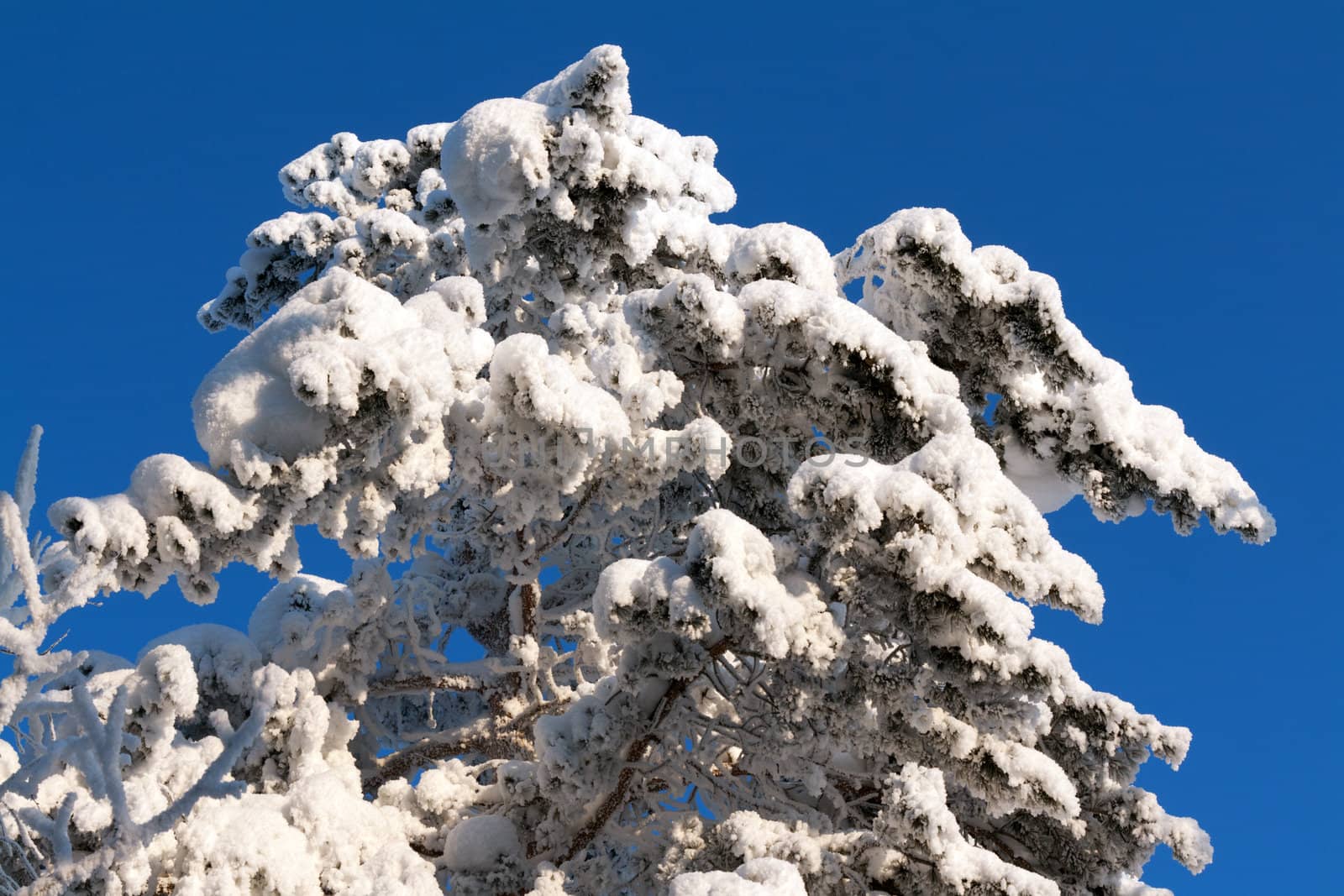 tree in the snow against the blue sky