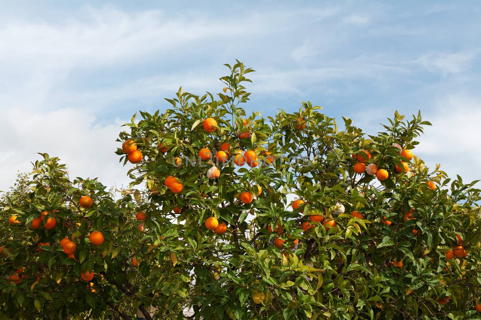 Branches with the fruits of the tangerine trees against the sky