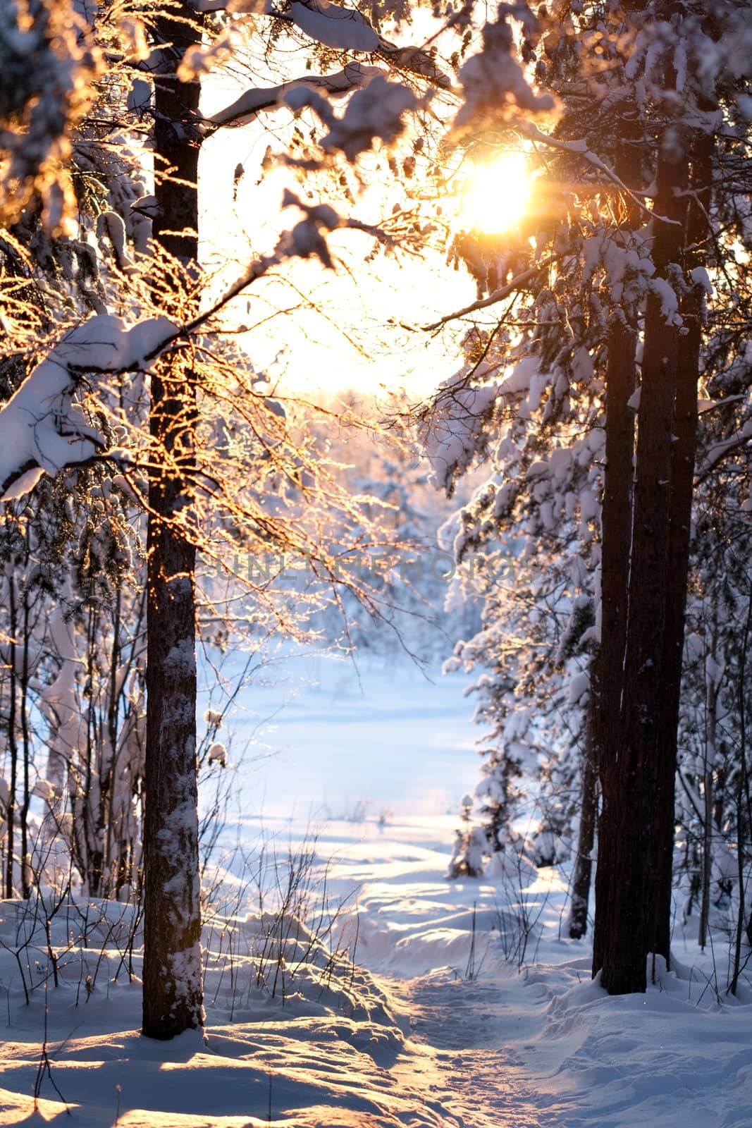 winter forest, the sunlight shines through the trees