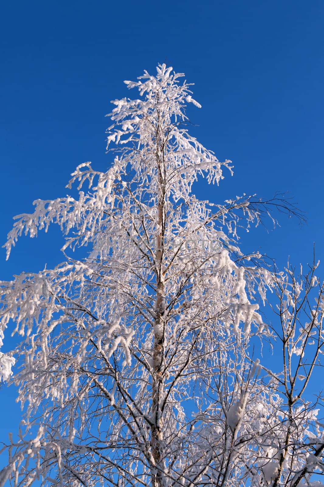 tree in the snow against the blue sky