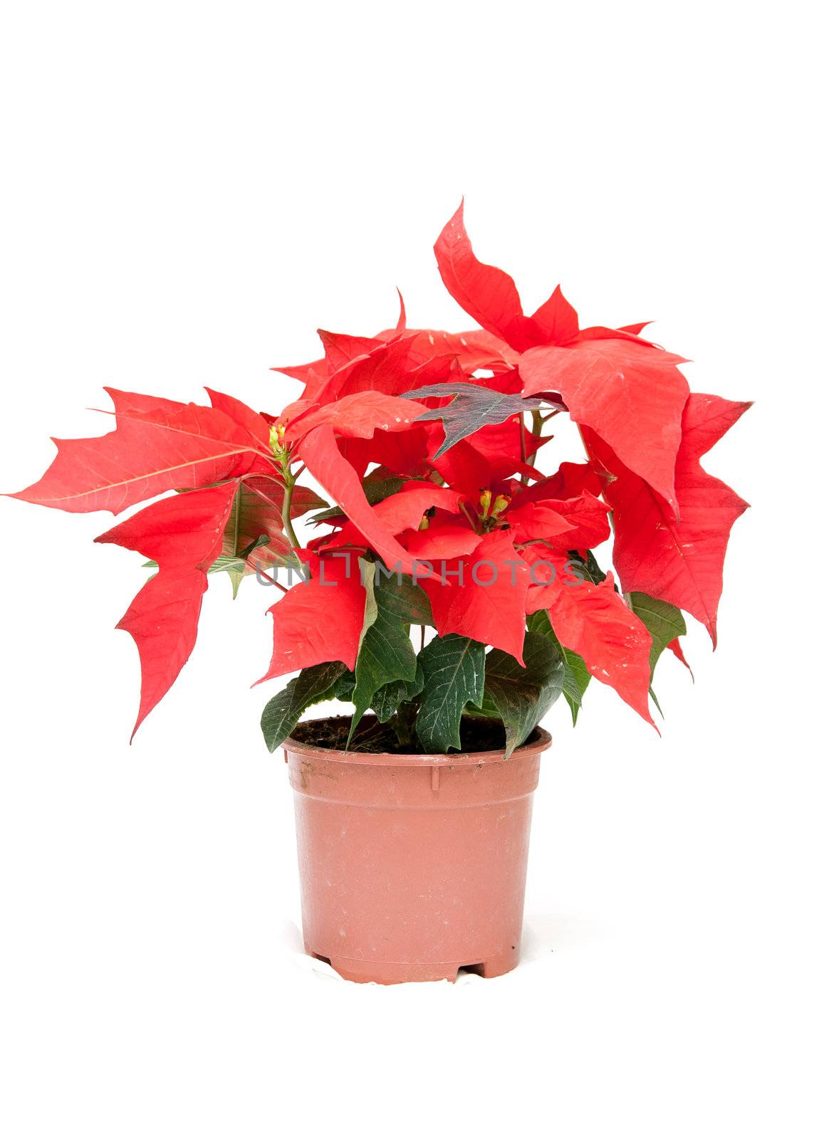 Red flower with green sheet on white background