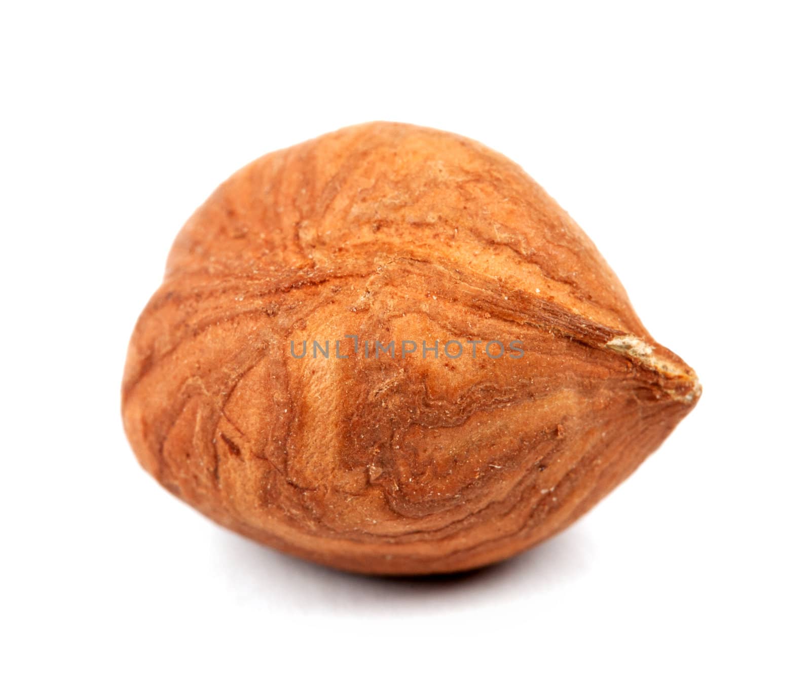 one hazelnut closeup isolated on white background