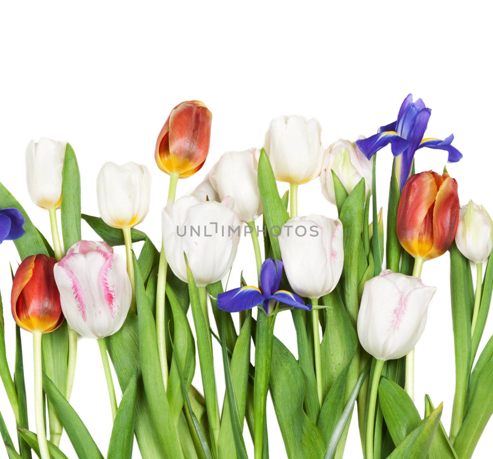 flowers tulips, iris, isolated on white background