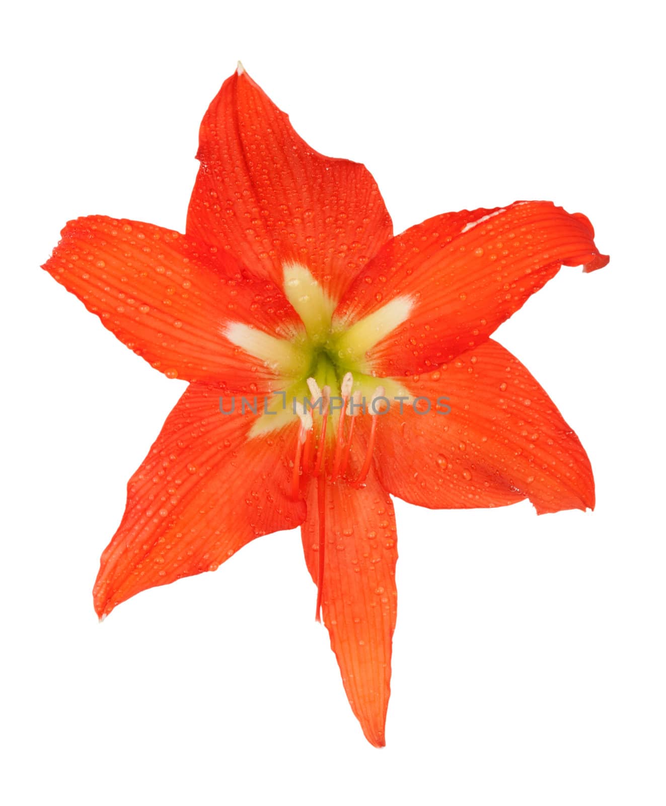 orange lily in the Rozsa drops isolated on white background