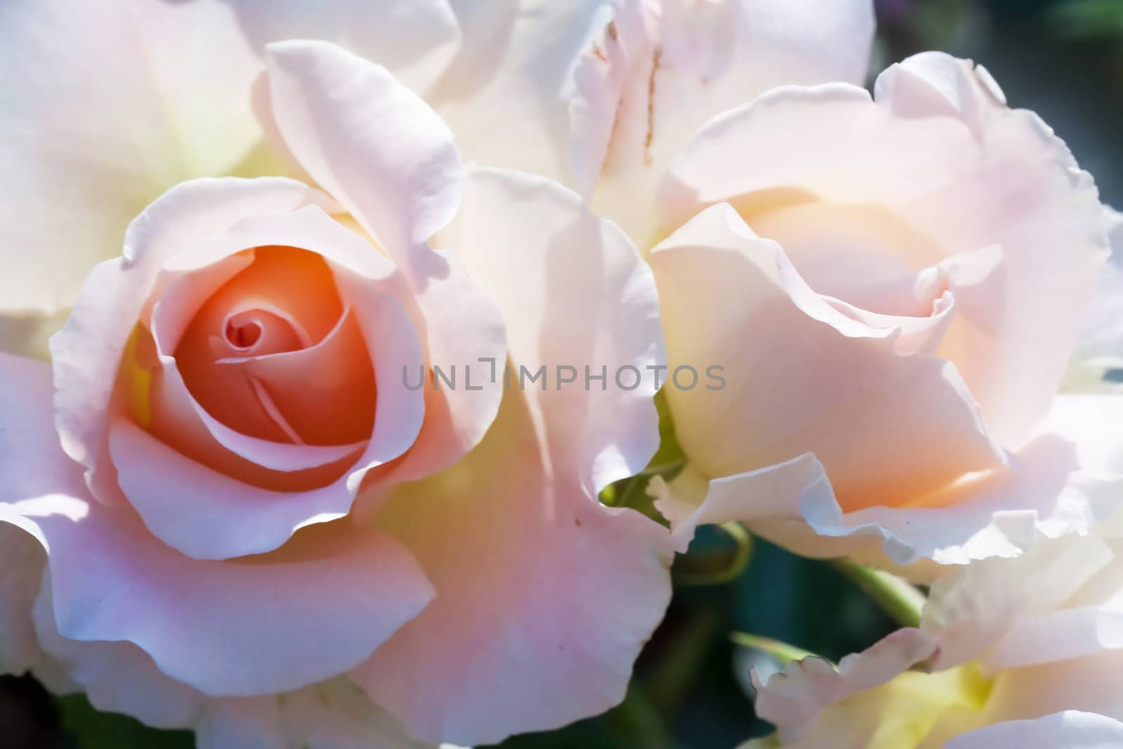 Pink roses in a garden, sunny day