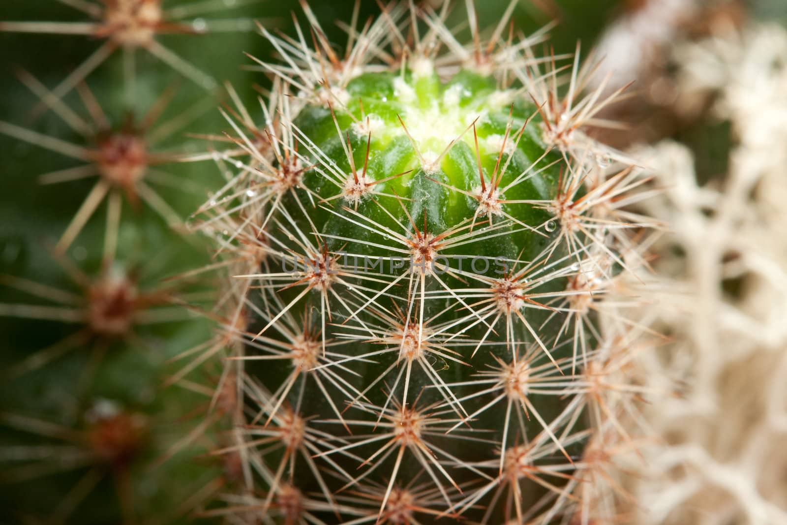 Background from a cactus in the drops Rozsa