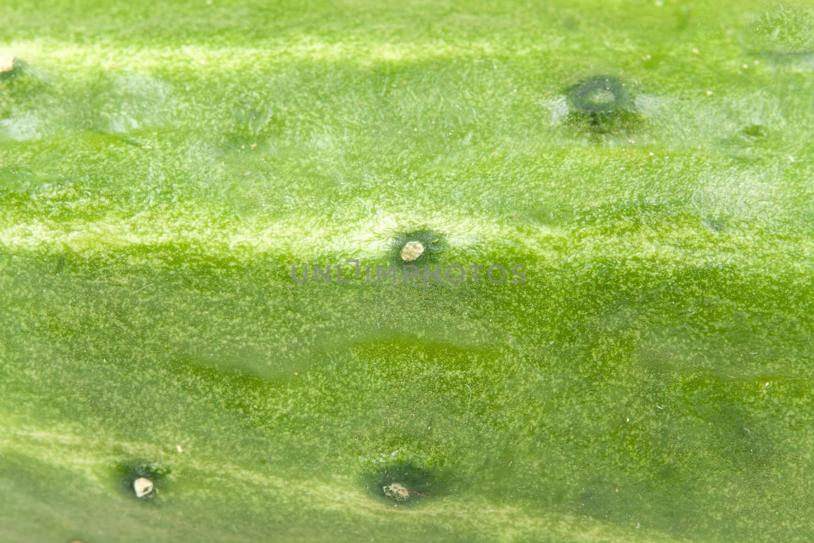 background in a green rind of a fresh cucumber