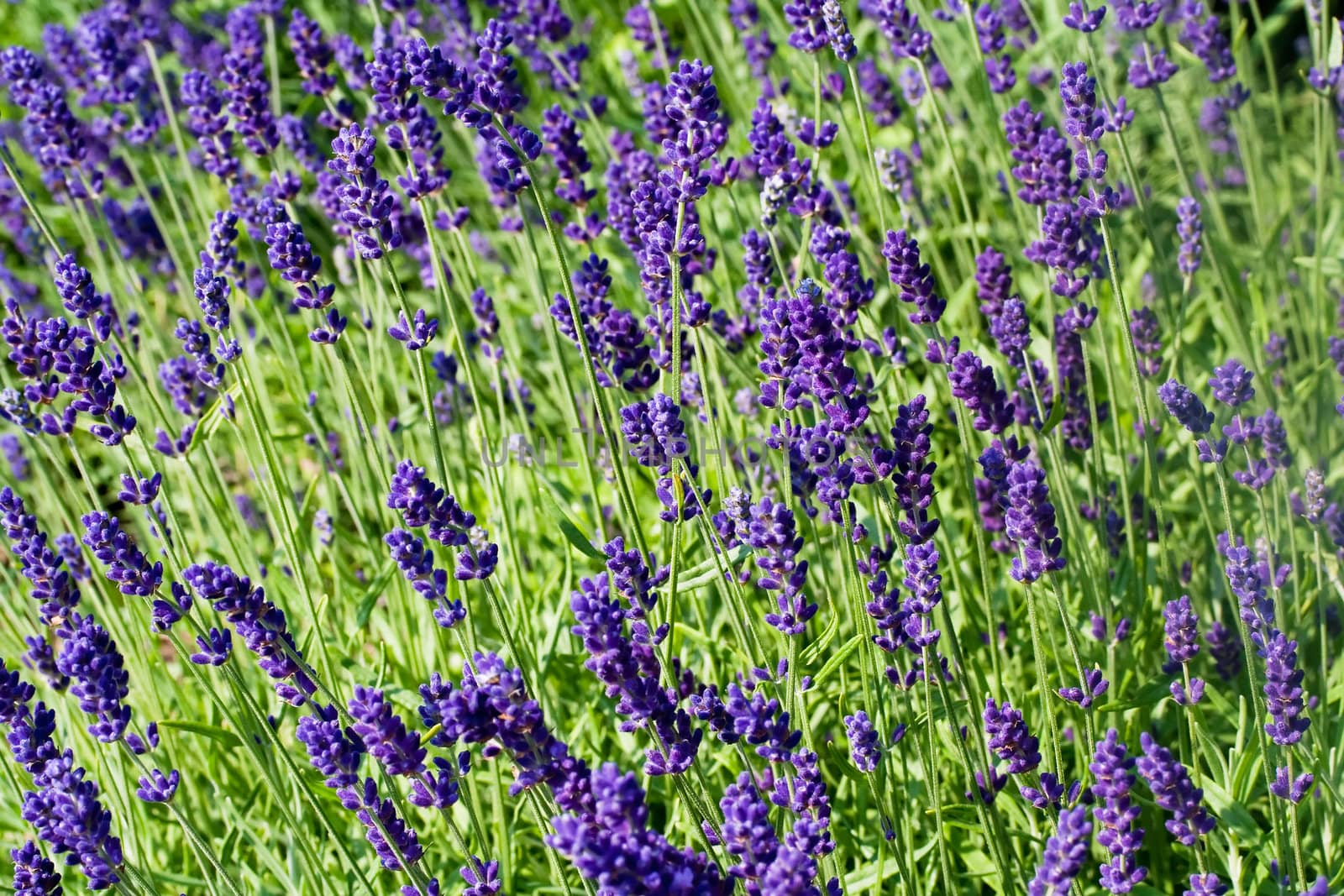 Purple lavender flowerbed in sunny day