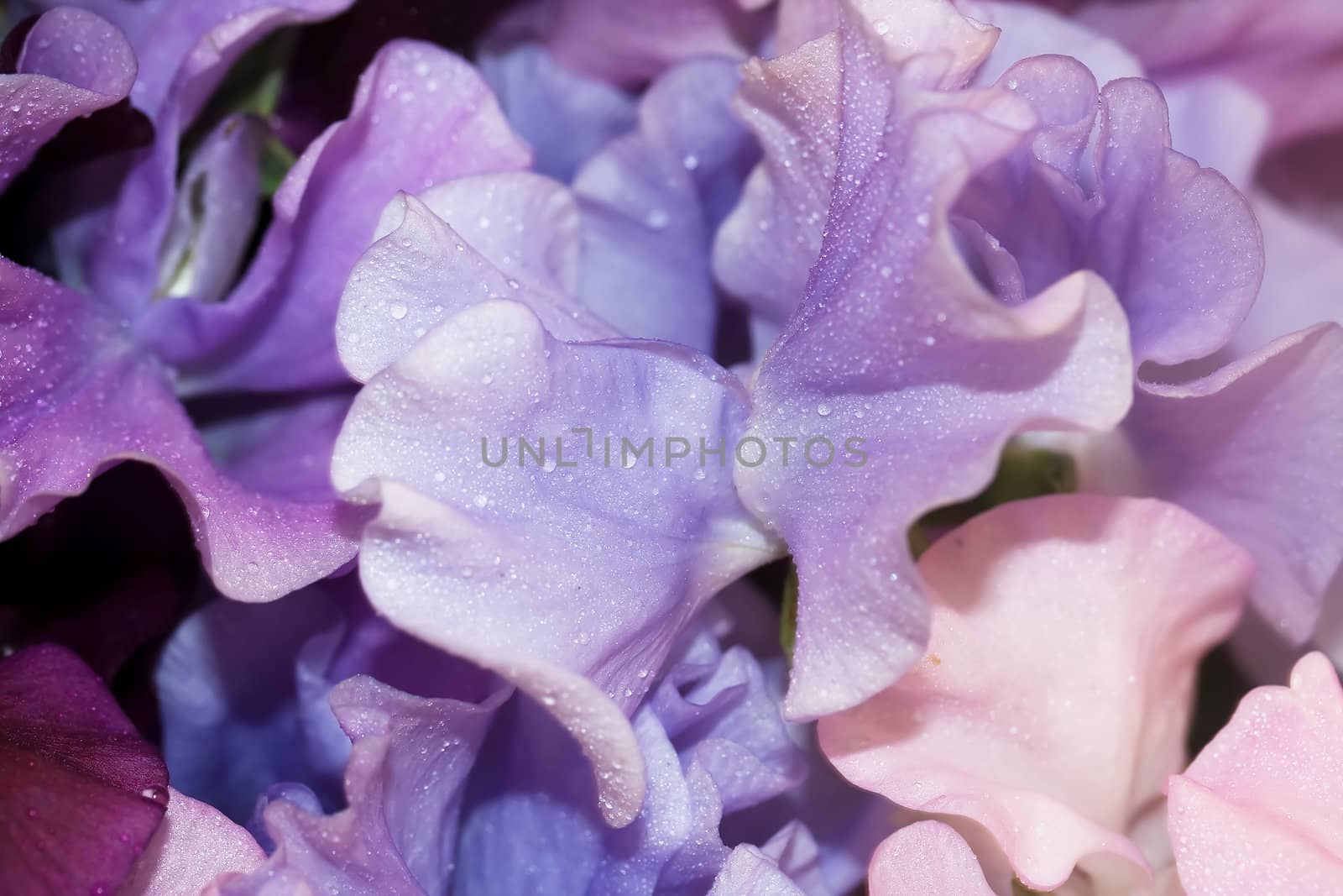 Sweet pea flowers, macro shot, multi colored