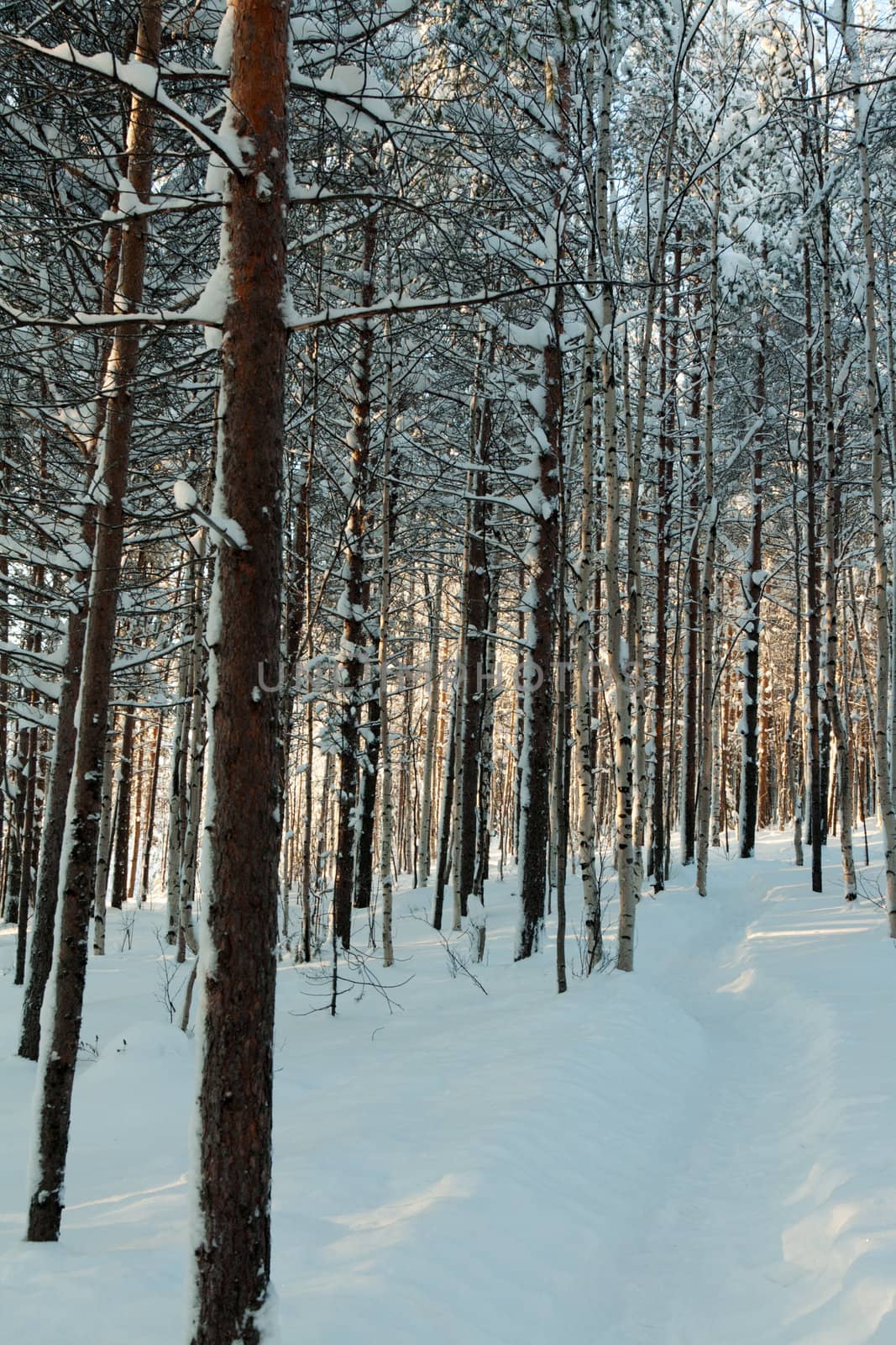 winter forest, the sunlight shines through the trees