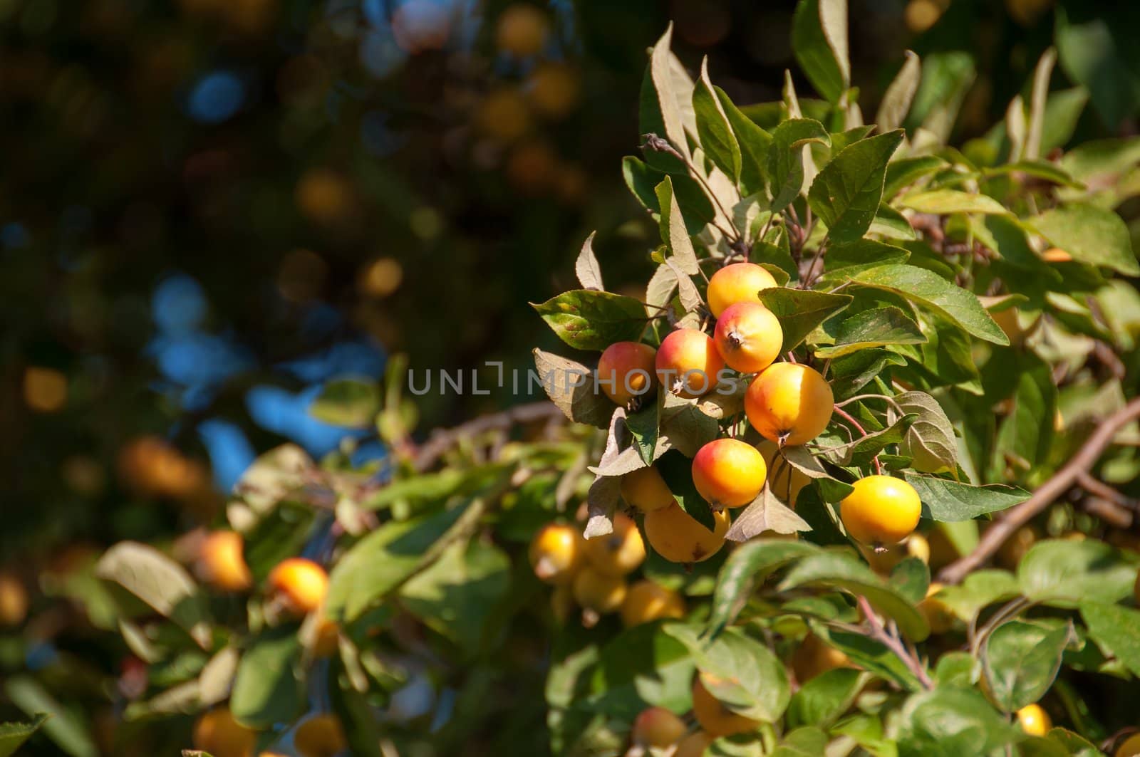 Small natural wild apples by iryna_rasko
