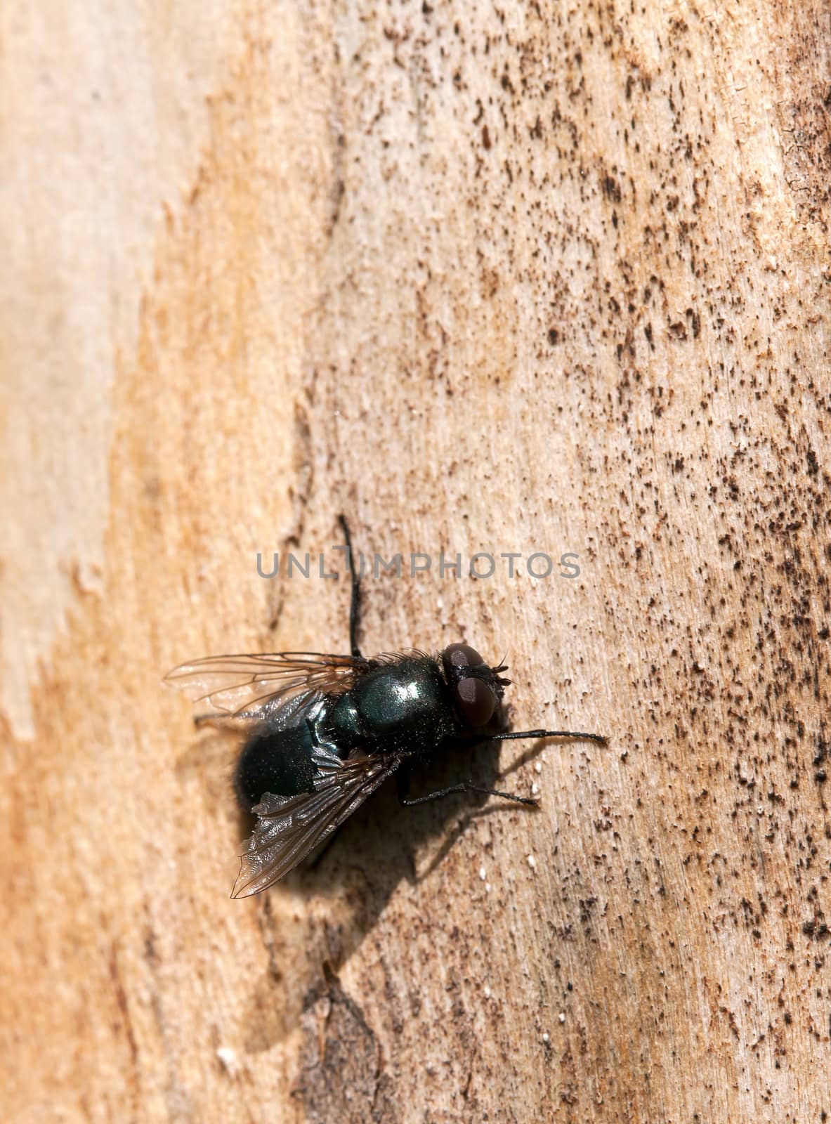 fly close to the wood surface