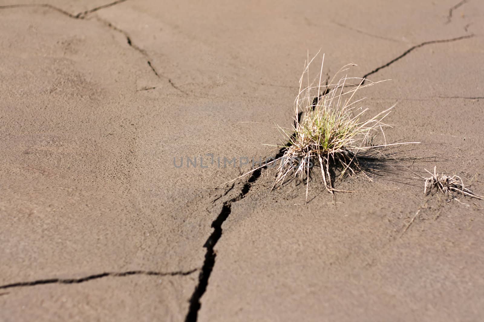 bunch grass arstet on cracked earth