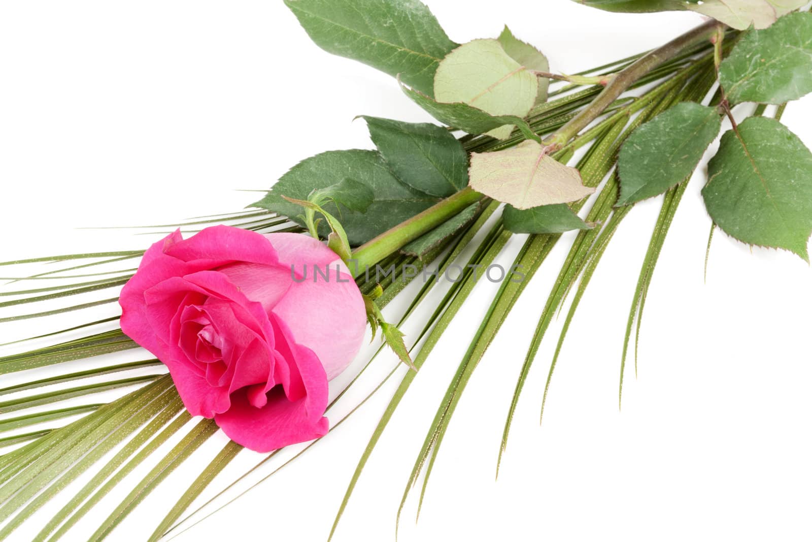 fresh red roses isolated on white background