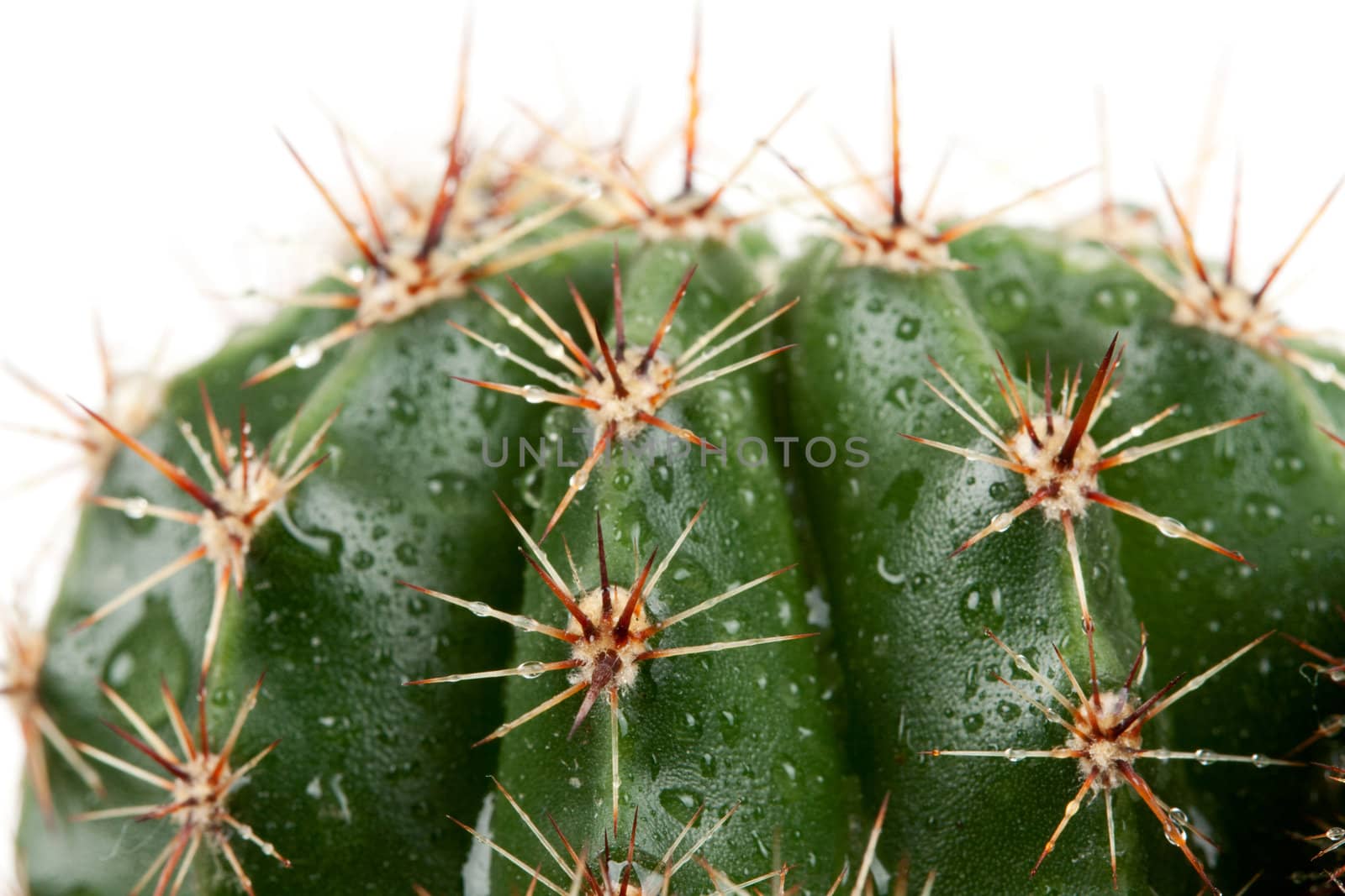 cactus with spines in the Rozsa drops isolated on white background