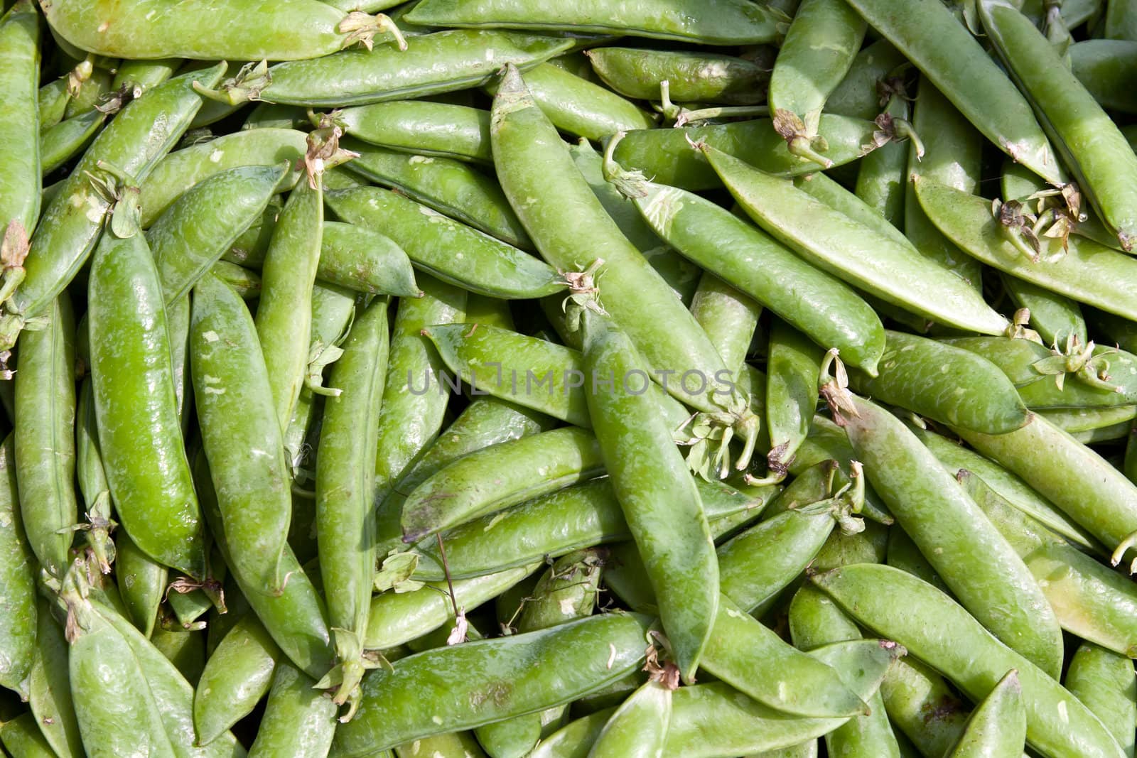 background of ripe green peppers pea