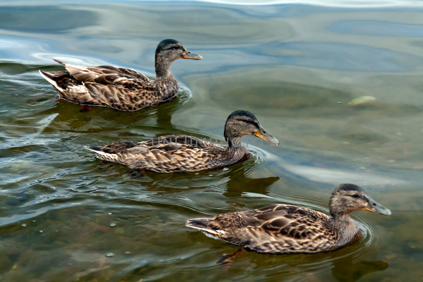 three ducks floating on the lake