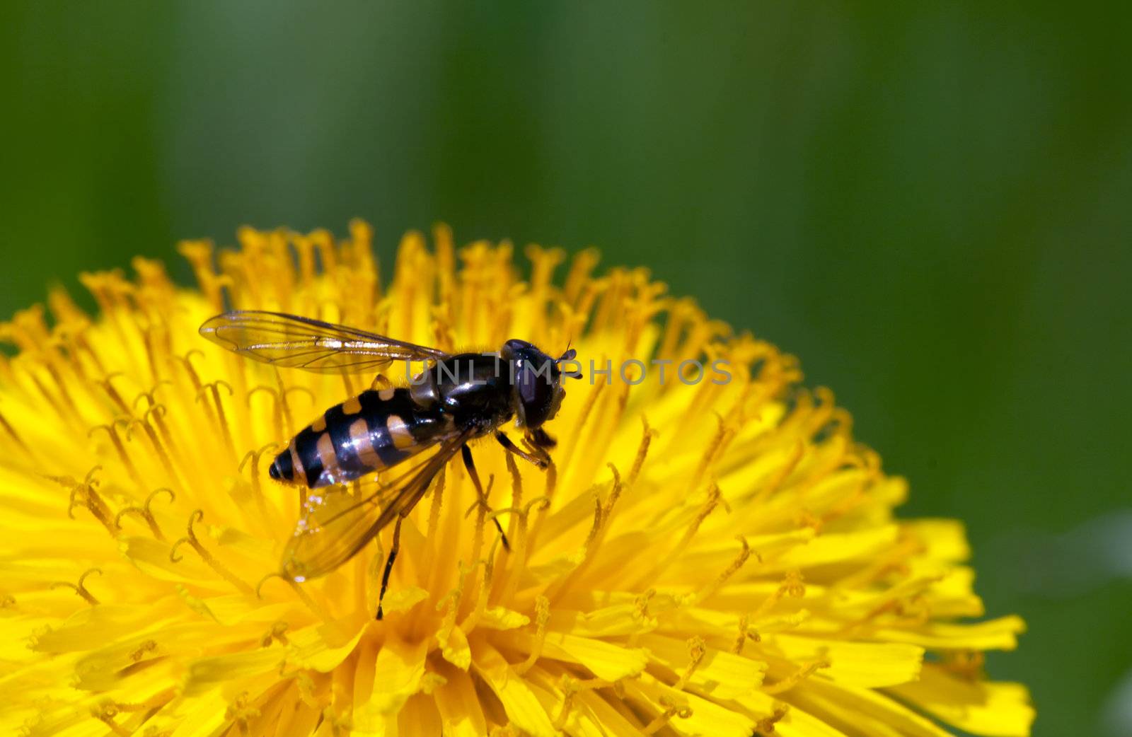 Bee on yellow flower on a background of green