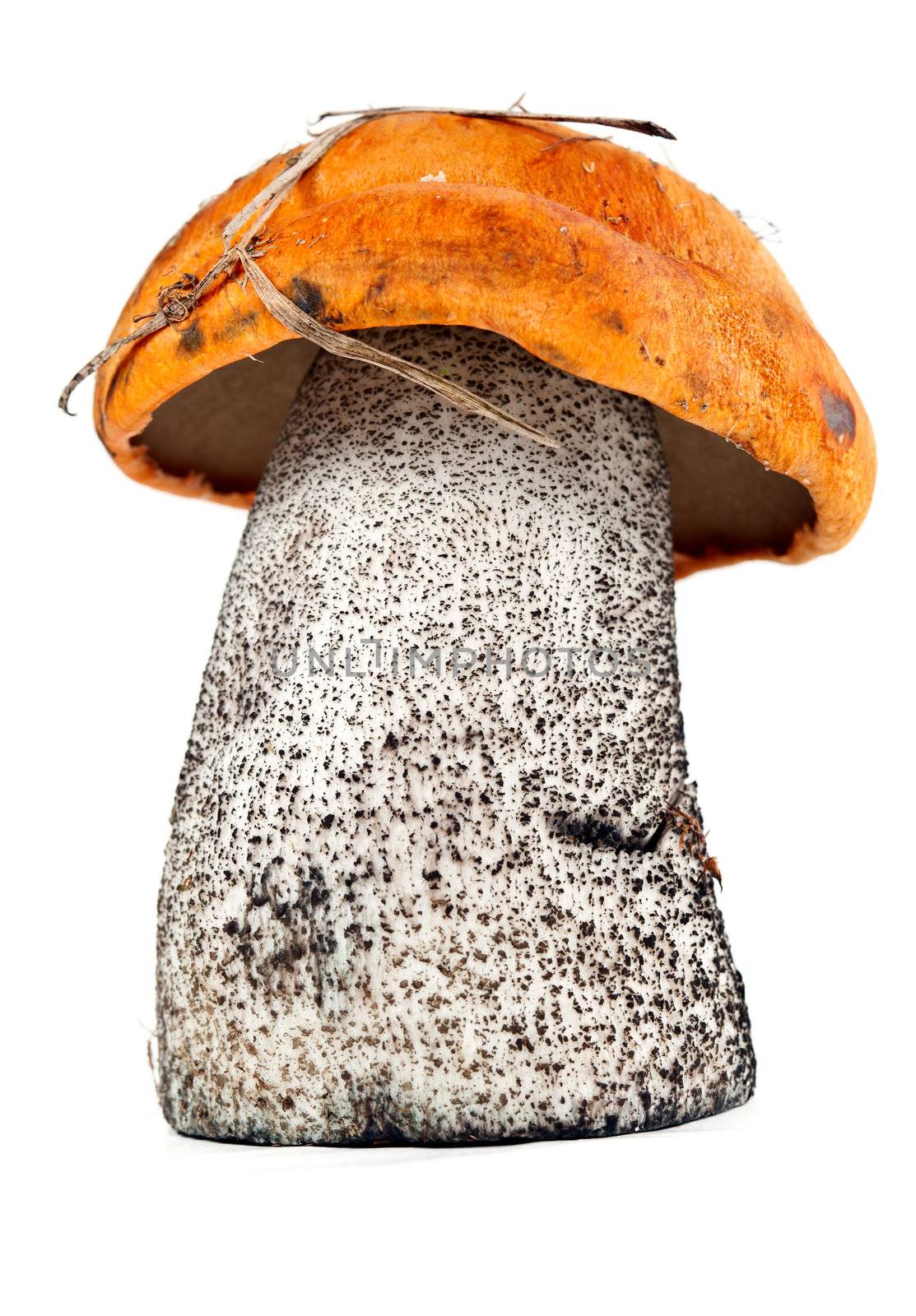 boletus mushrooms isolated on white background