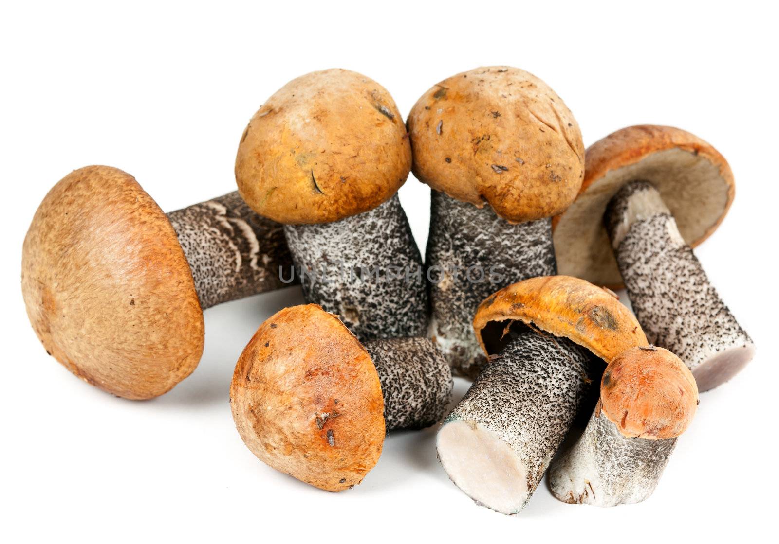 handful of mushrooms isolated on white background