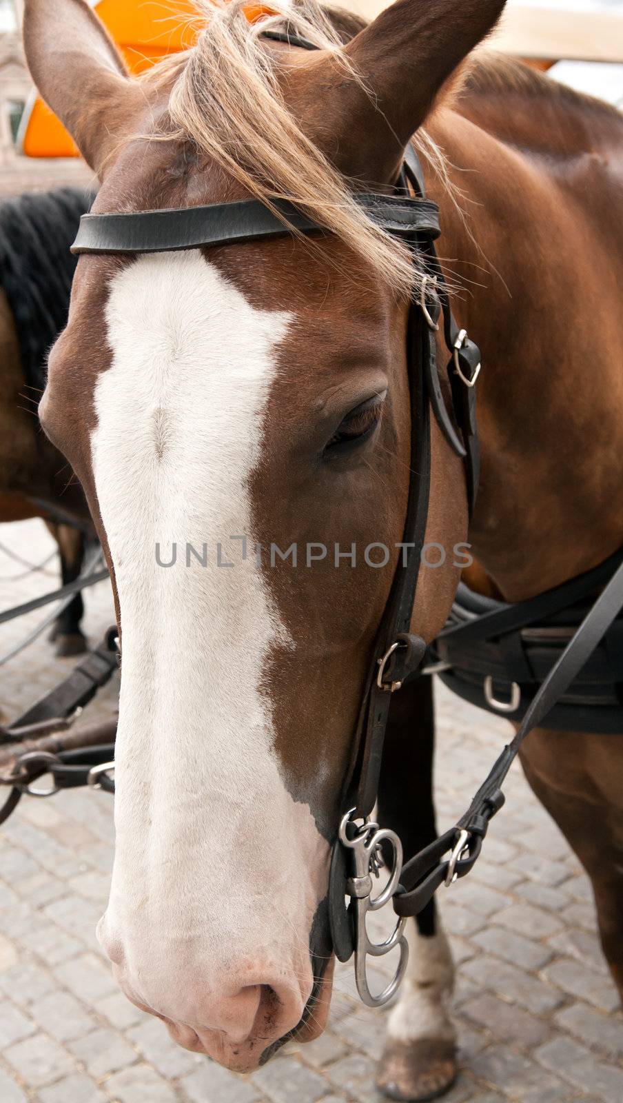 horse-drawn face in a stroller