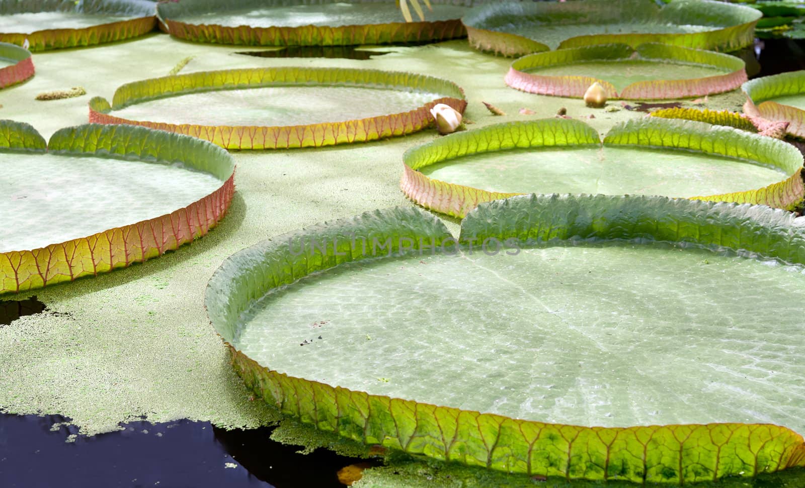 floating on the water lily, tropical garden