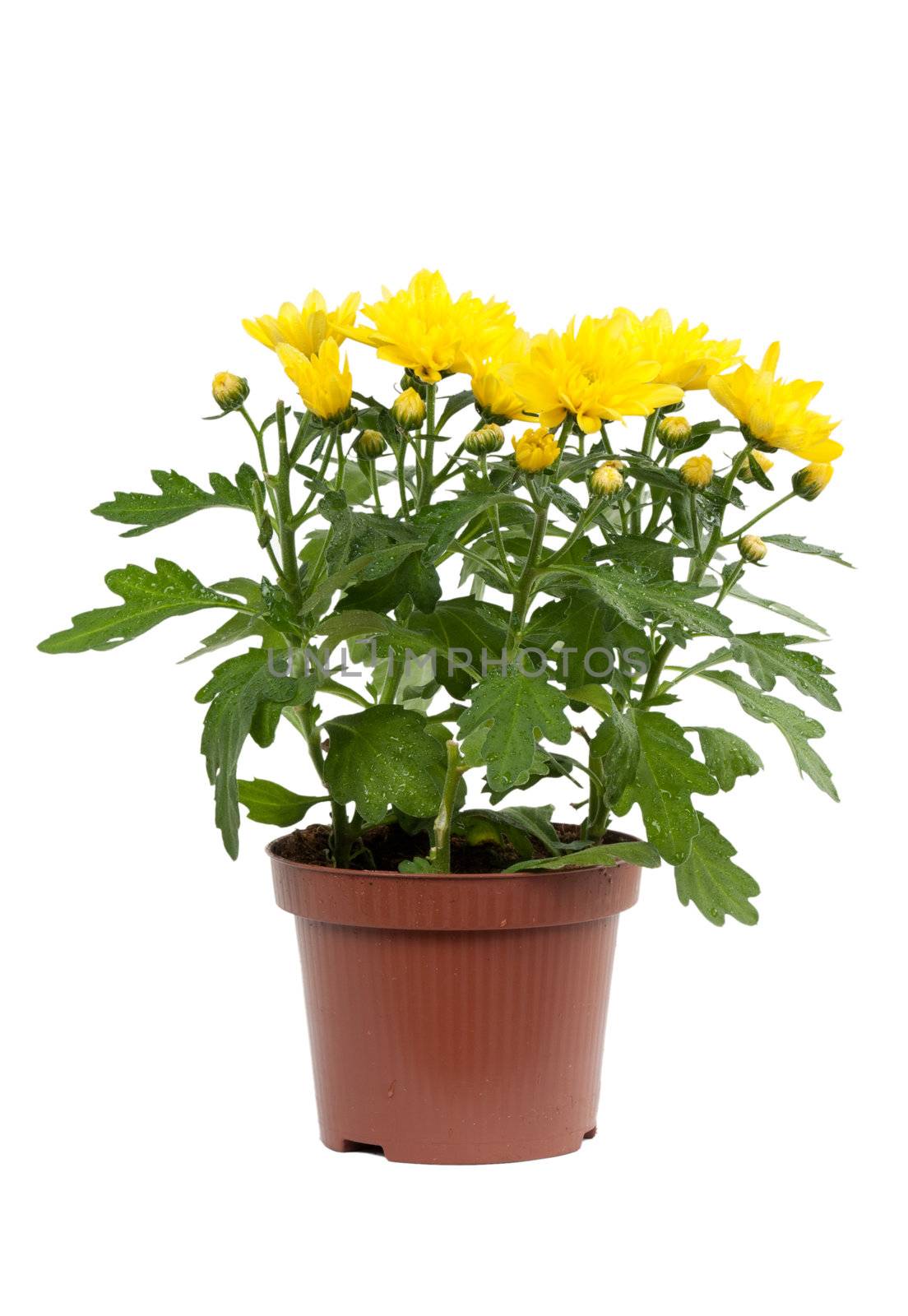 Decorative yellow chrysanthemum in pot isolated on white background