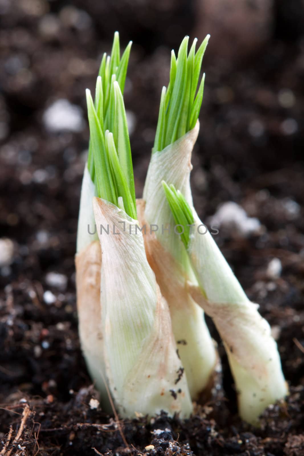young green sprout from the rising of the land