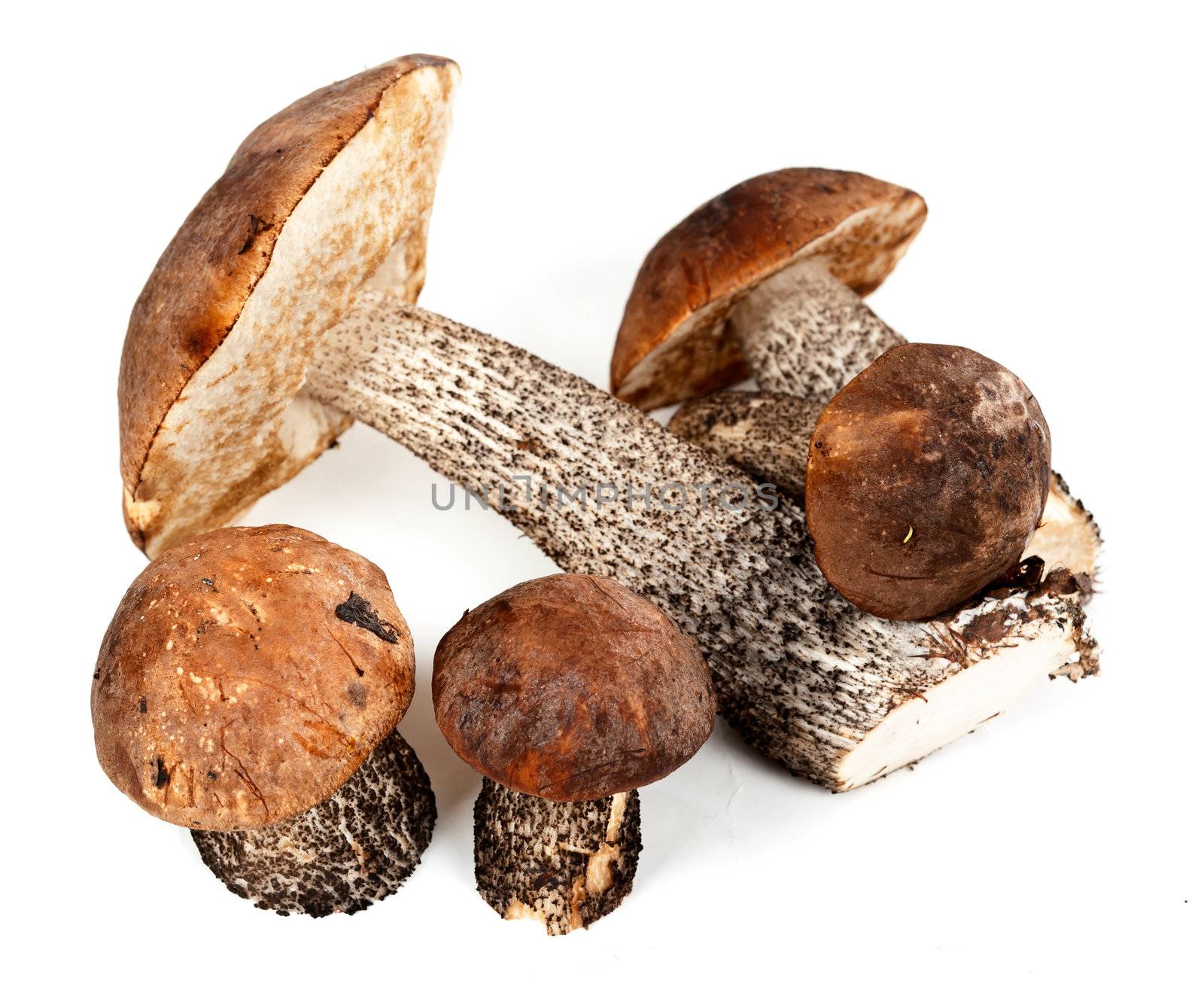handful of mushrooms isolated on white background