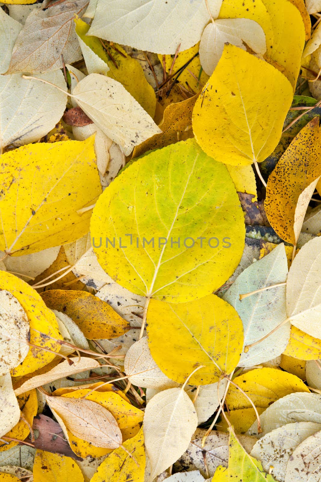 background of yellow and dry autumn leaves