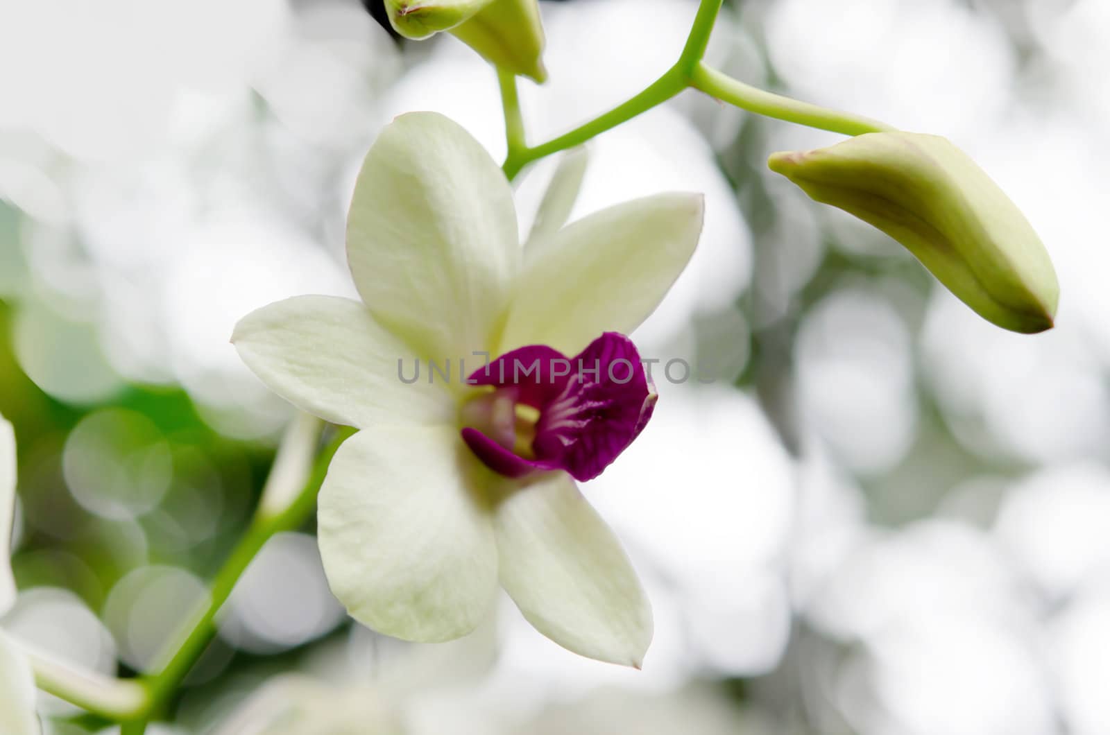Close up of beautiful orchids blooms in garden