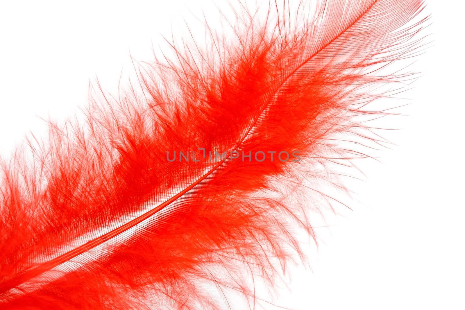red feather of a bird isolated on a white background