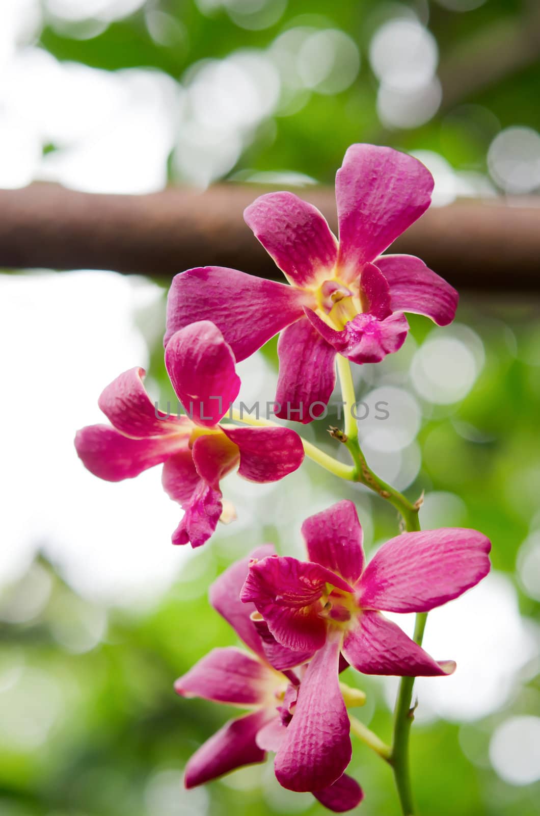 Close up of beautiful pink orchids blooms in garden