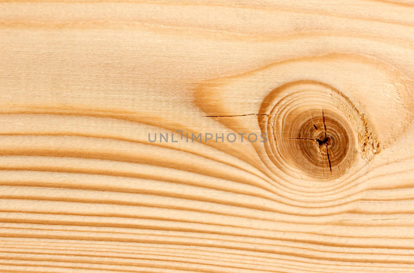 bitches on a wooden board background.