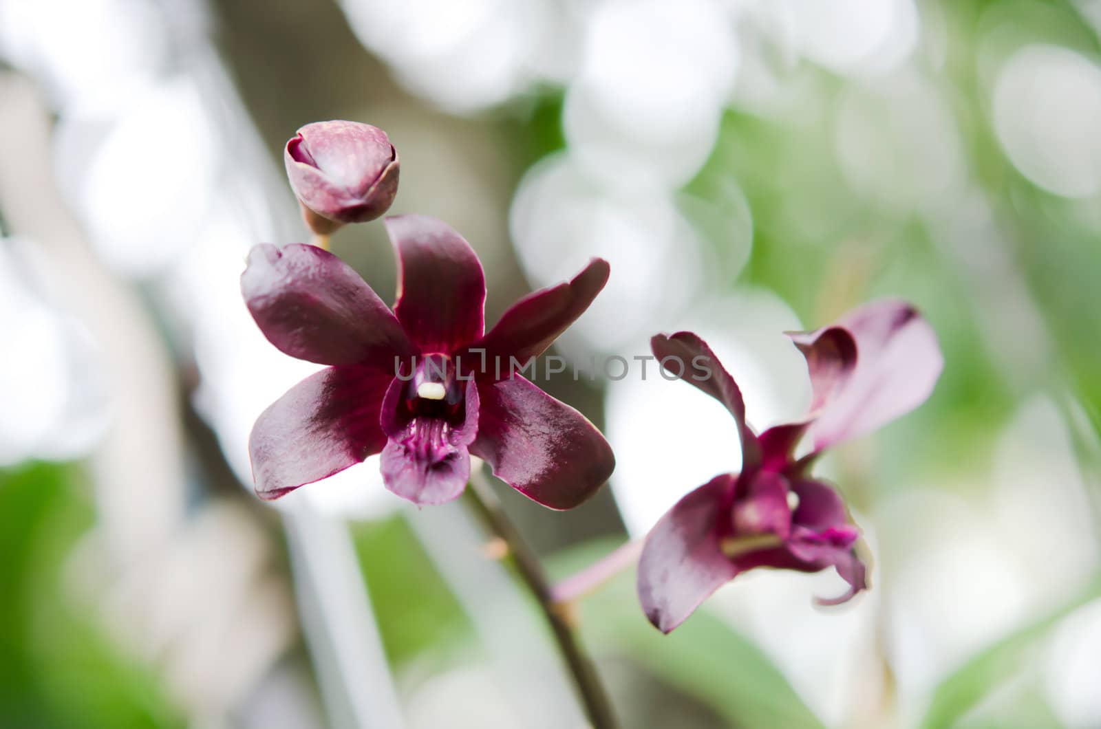 a beautiful  red orchids blooms in garden
