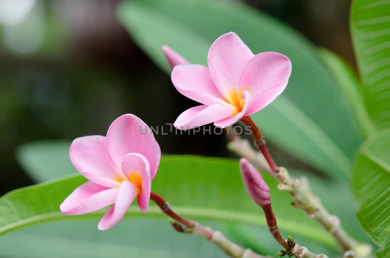 close up of plumeria flowers in the garden 