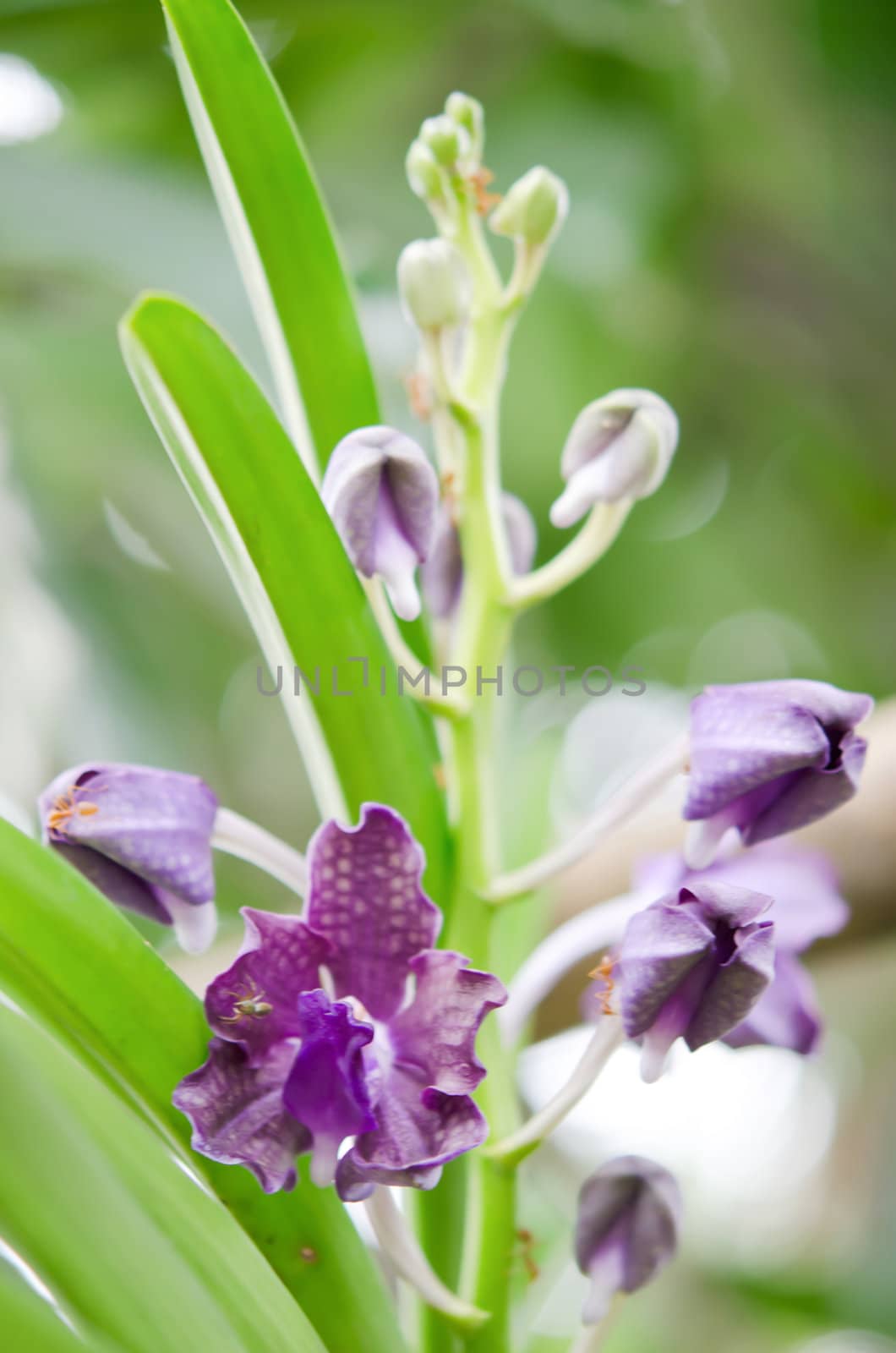 Close up of beautiful violet orchids blooms and ant