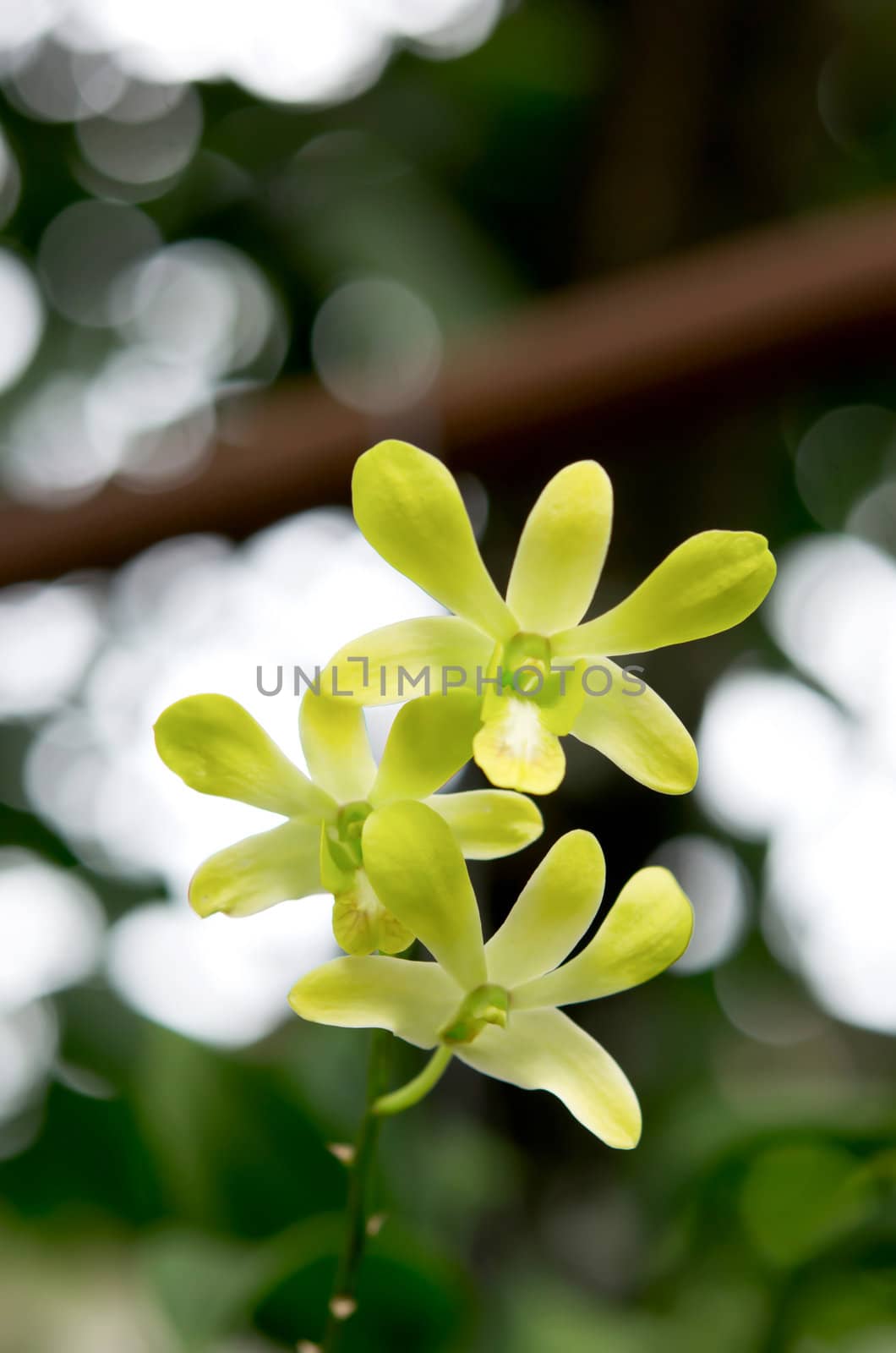 Close up of fresh  lemon chiffon orchids blooms in garden