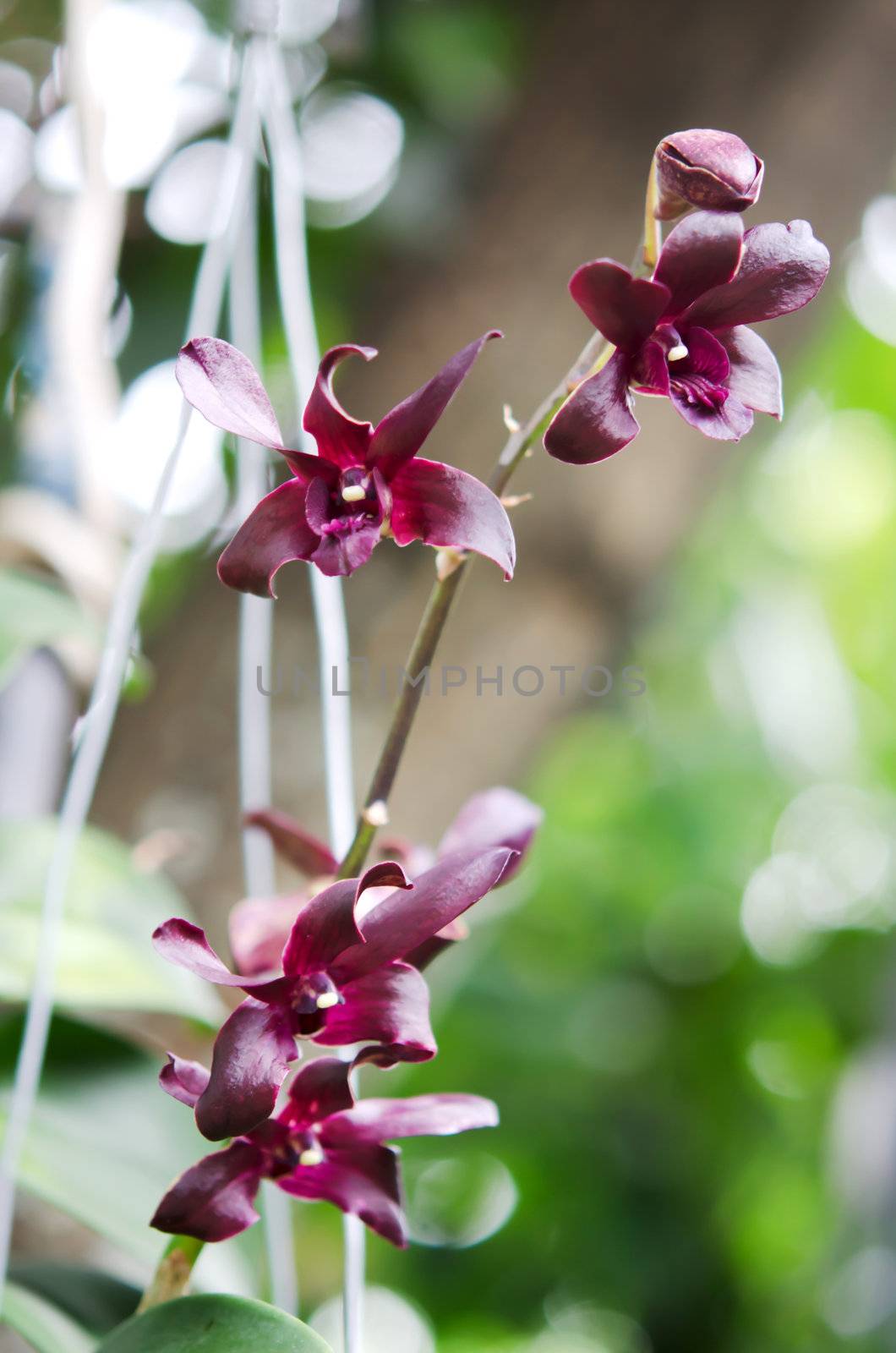 red orchids in garden