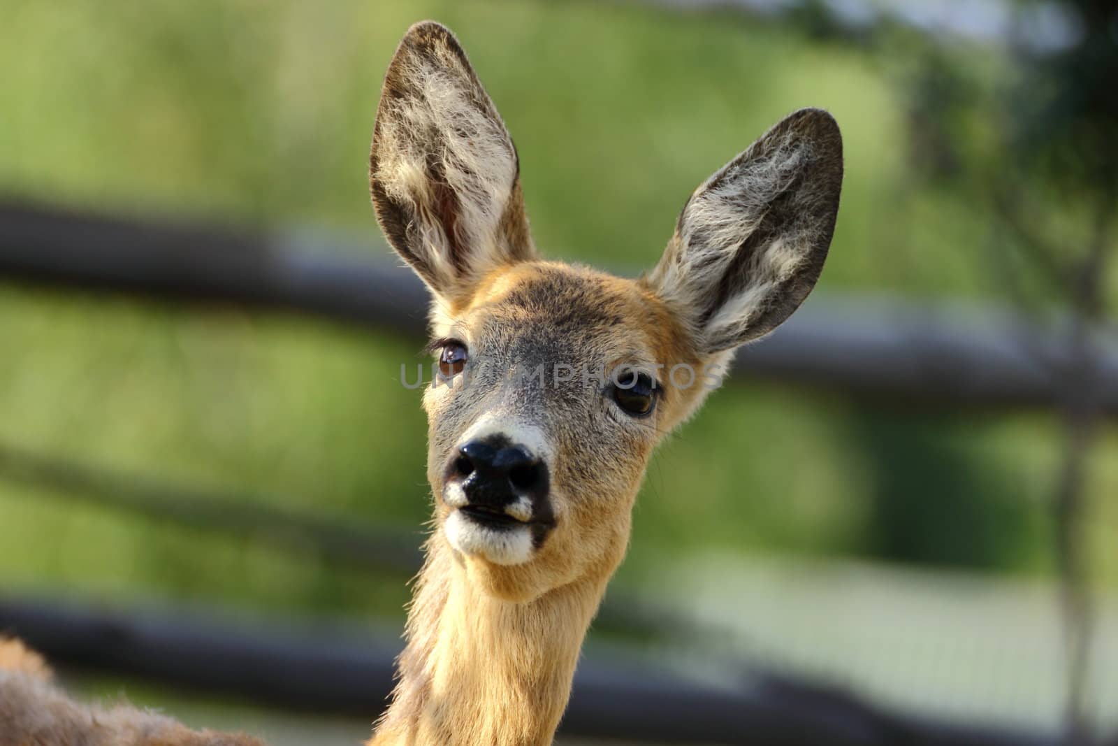 portrait of a young roe deer doe