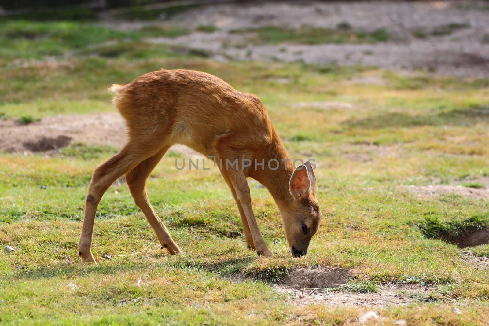 roe deer baby playing in the field
