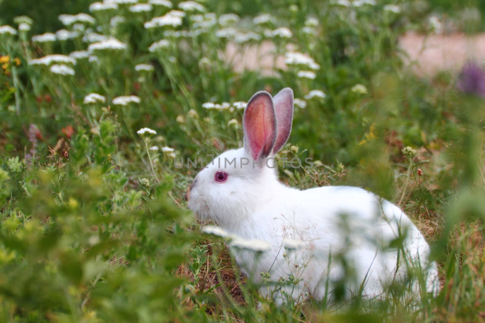 young white rabbit hiding in the grass