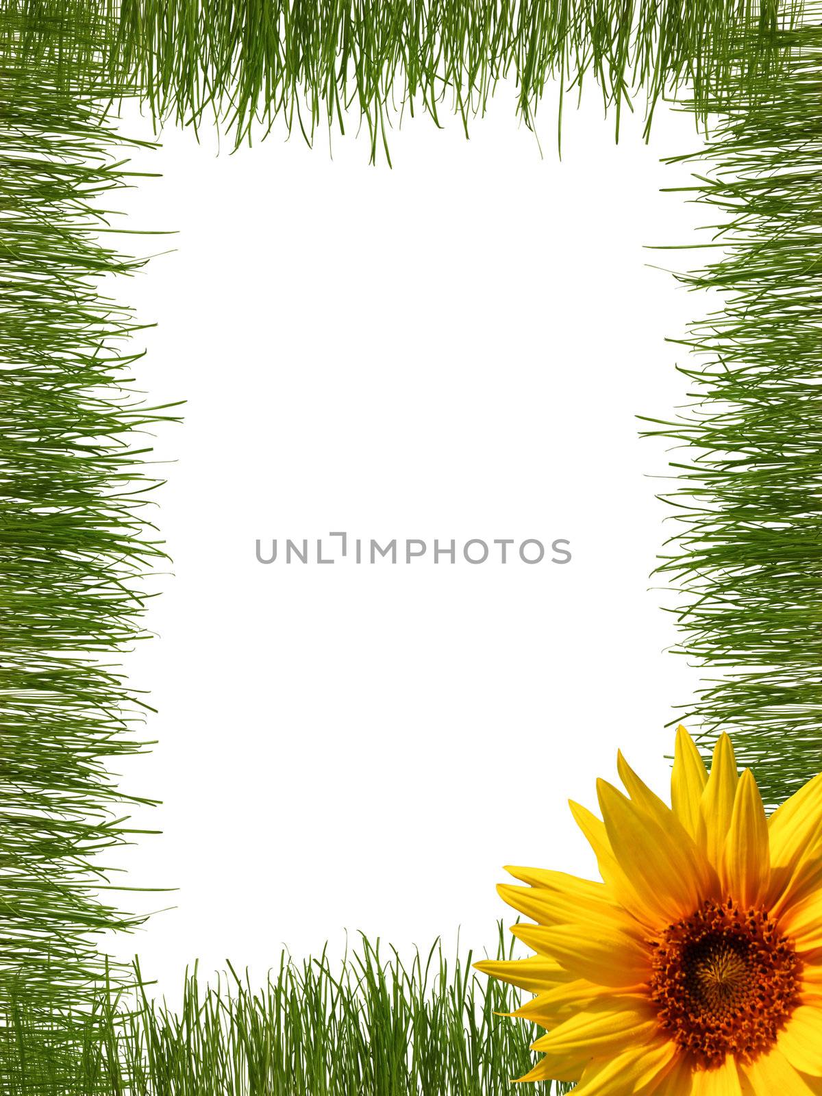 AN image of Green grass frame on white