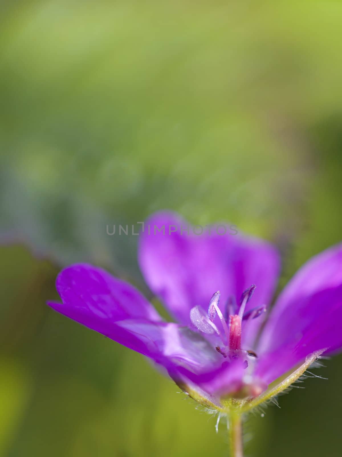 Close-up of a wood cranesbill with dewdrop